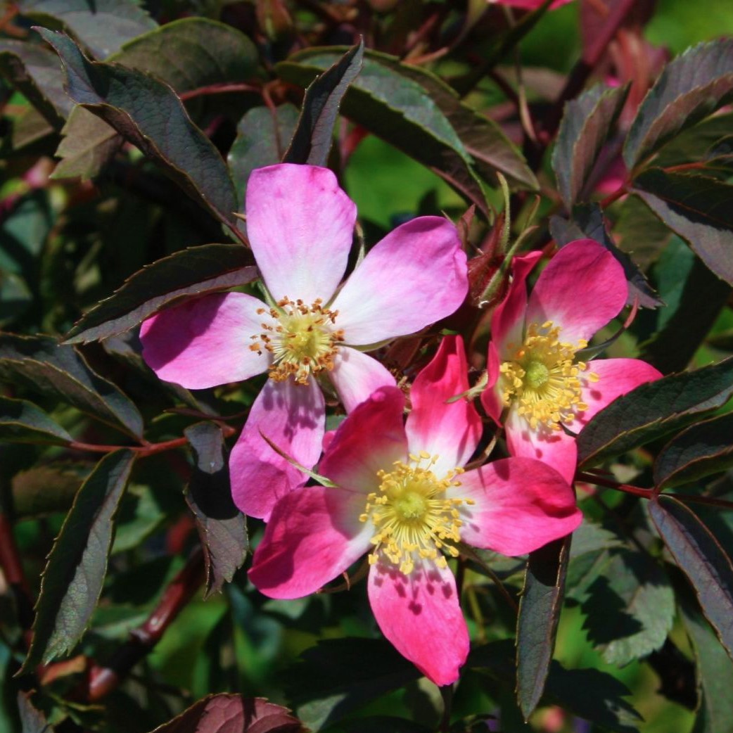 Rosa glauca
