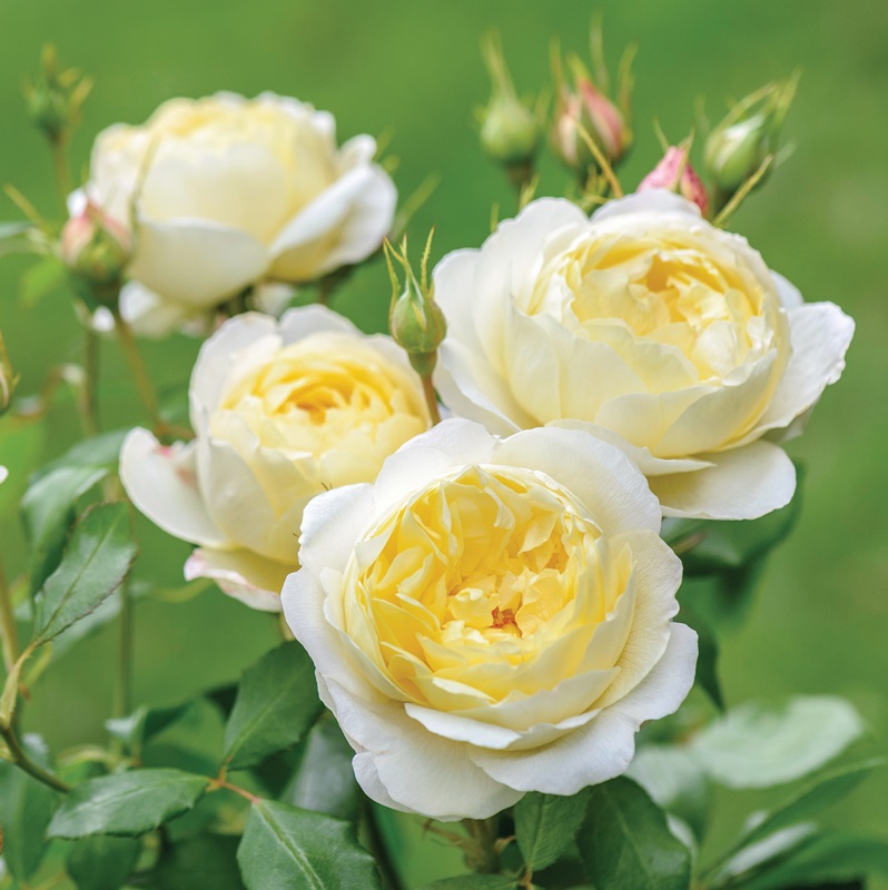 Vanessa Bell - Stammrose 90 cm