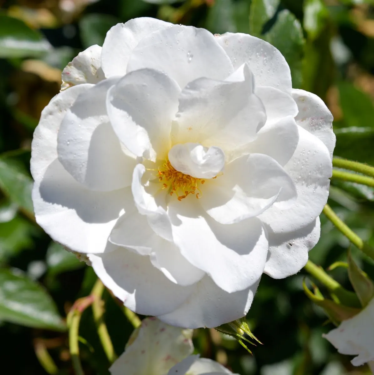 Iceberg / Schneewittchen