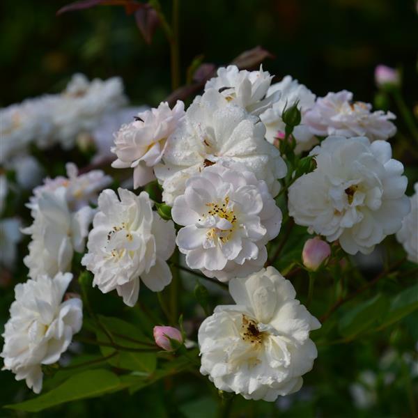 Dainty White