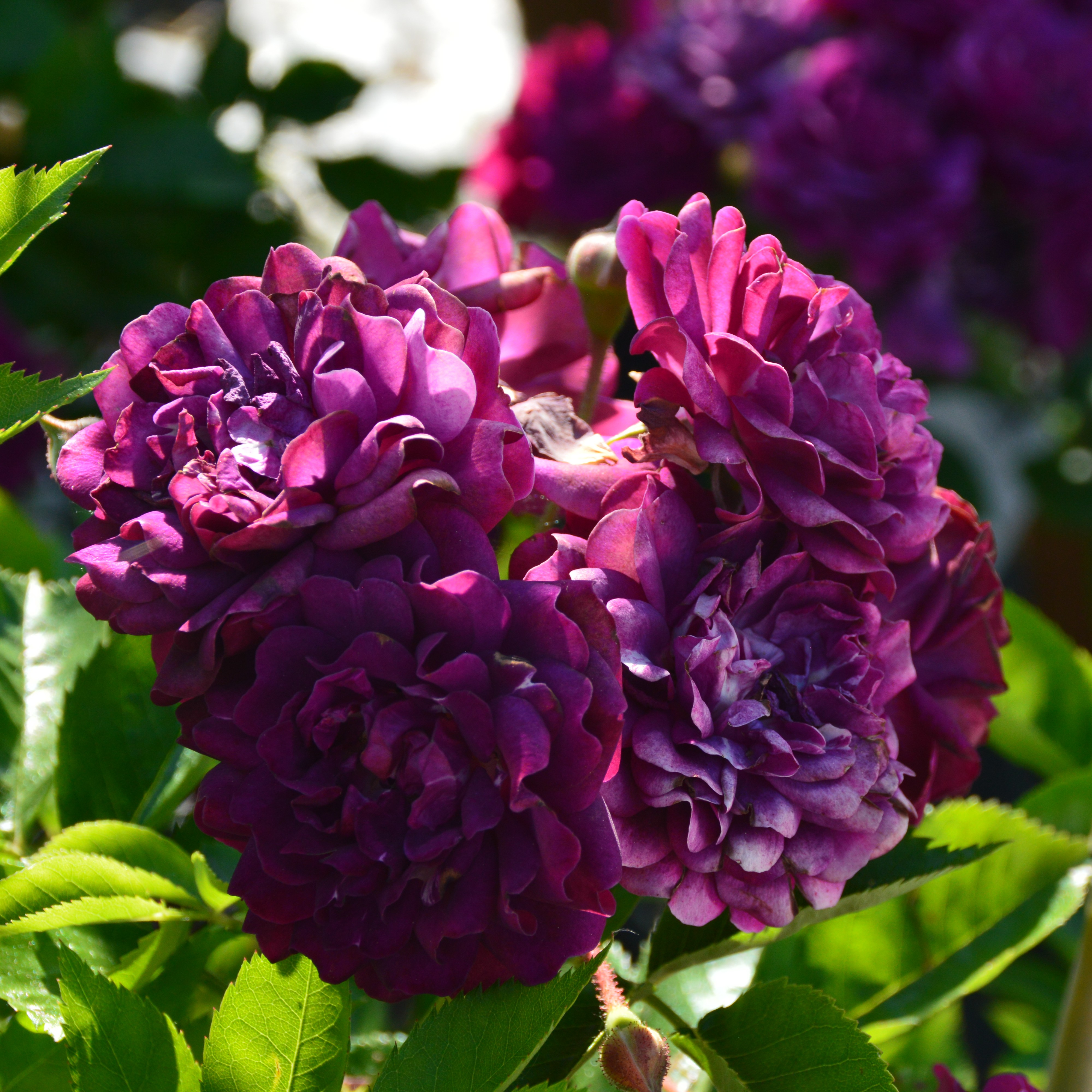 Bleu Magenta