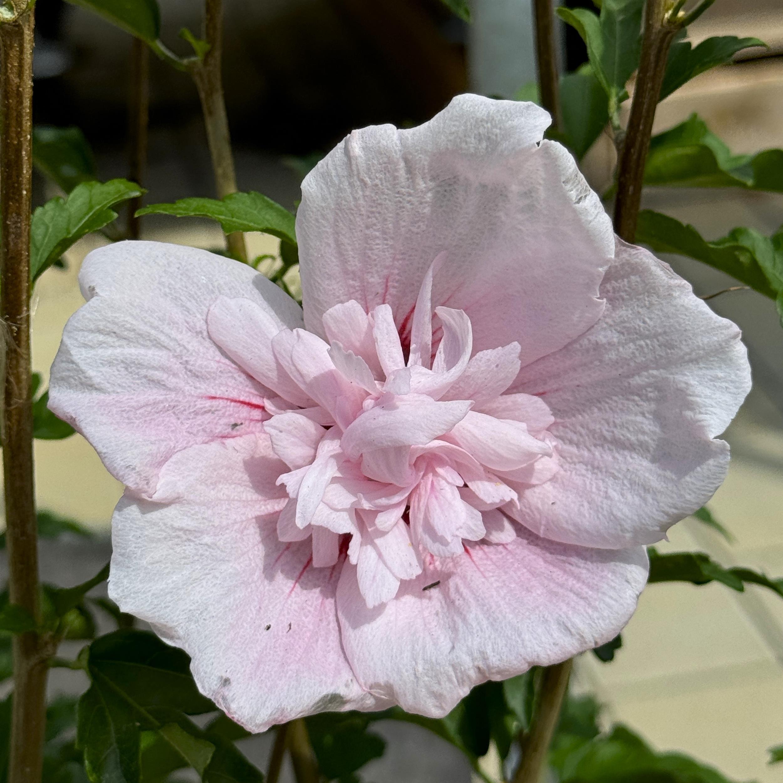 Hibiscus syriacus 'Pink Chiffon'