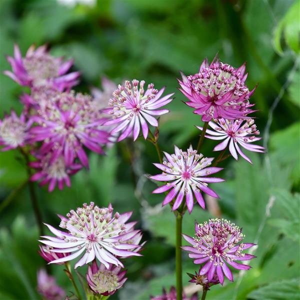 Astrantia major 'Pink Juliet' 0,5L