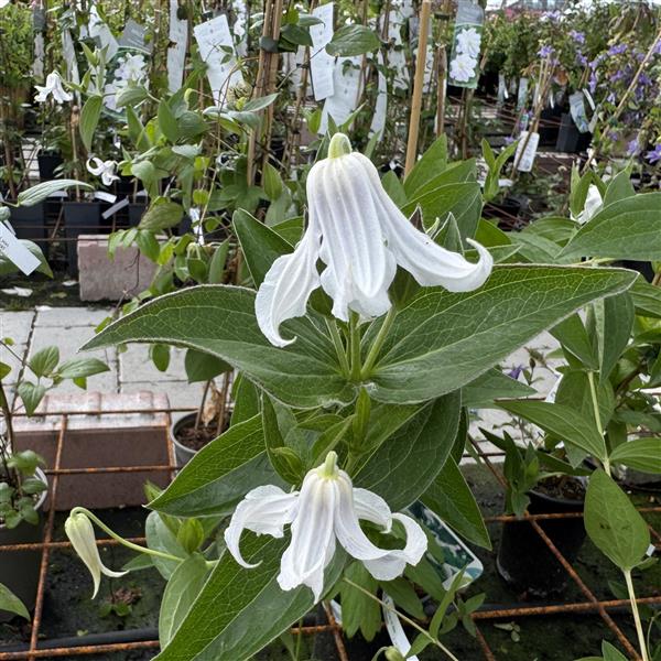 Clematis integrifolia Alba