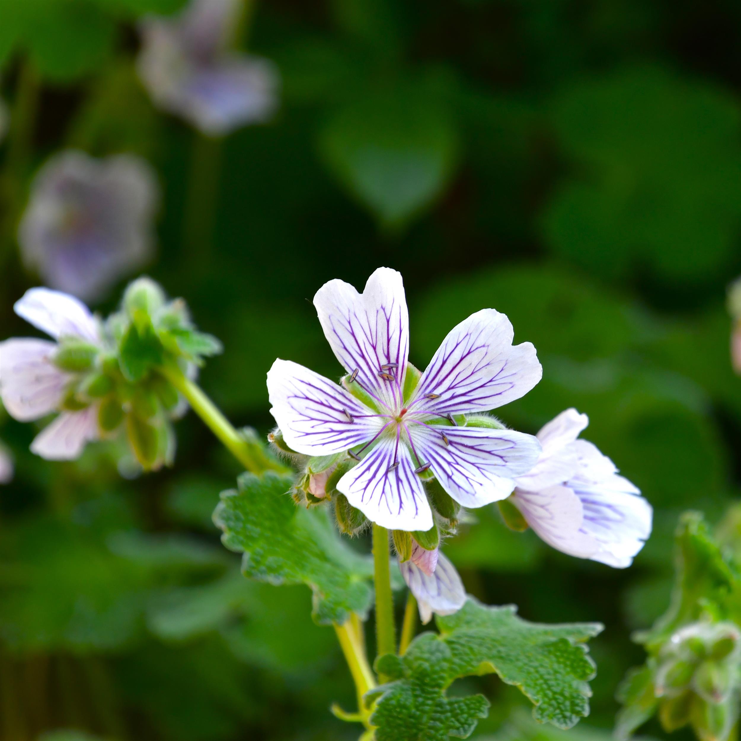 Geranium renardii