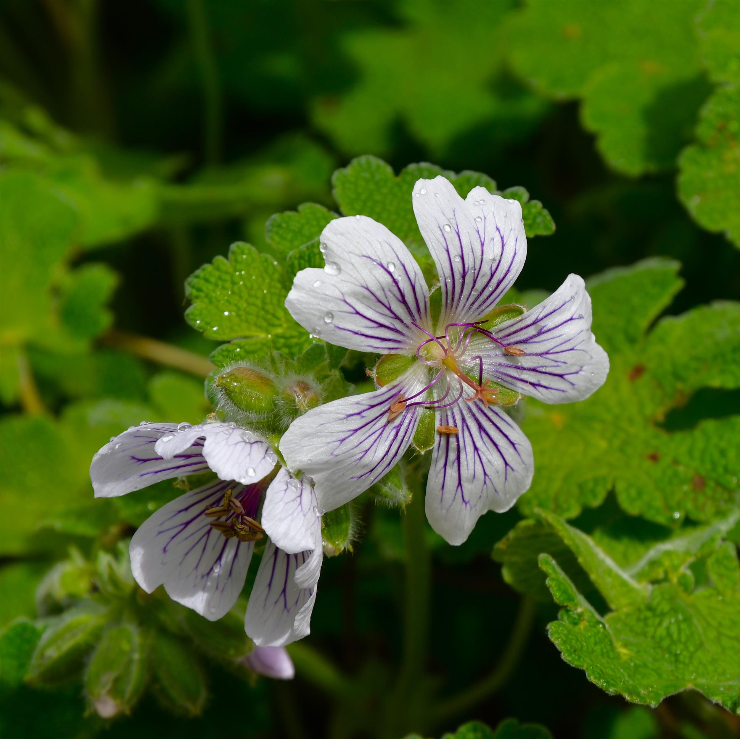 Geranium renardii