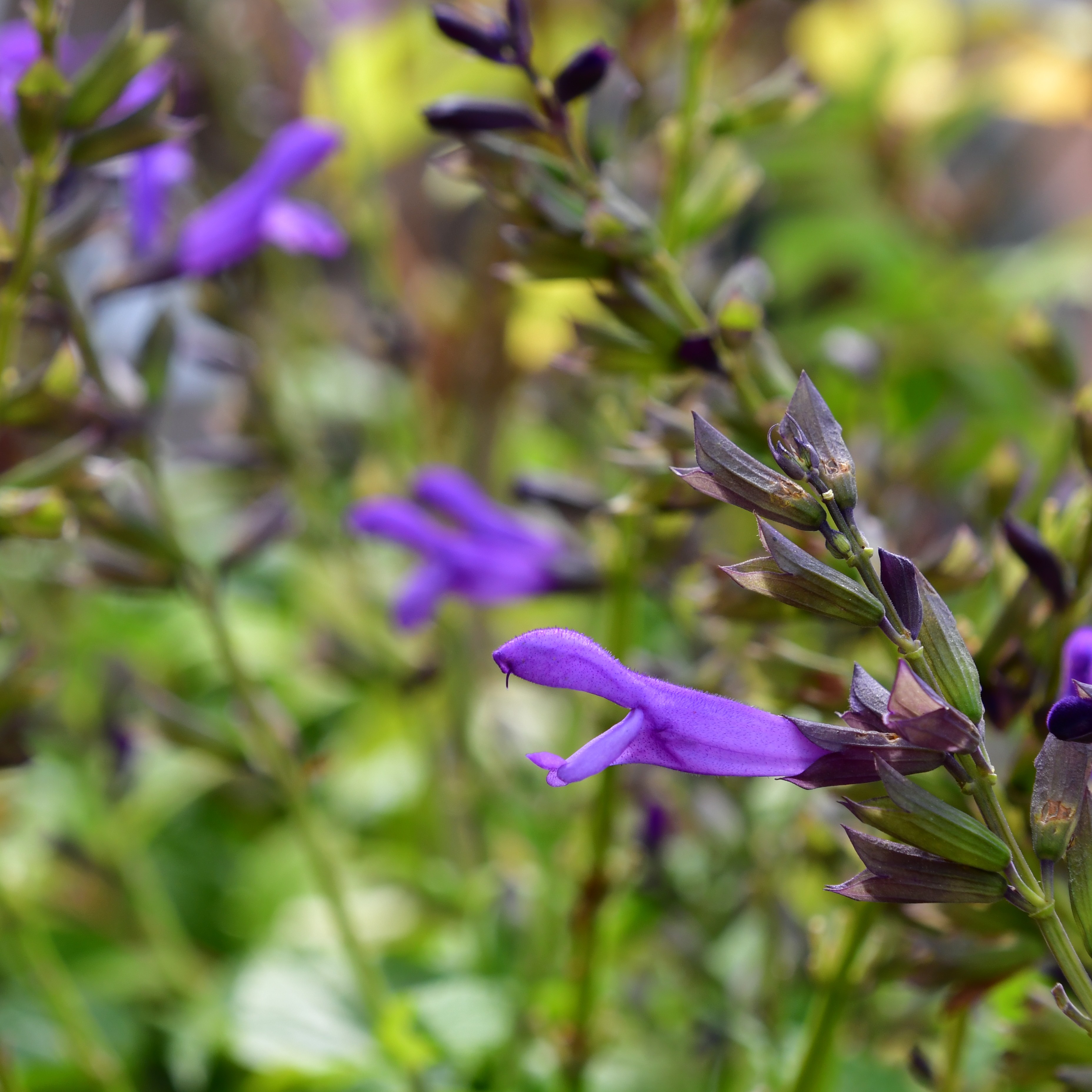 Salvia Salgoon Lake Garda 3L