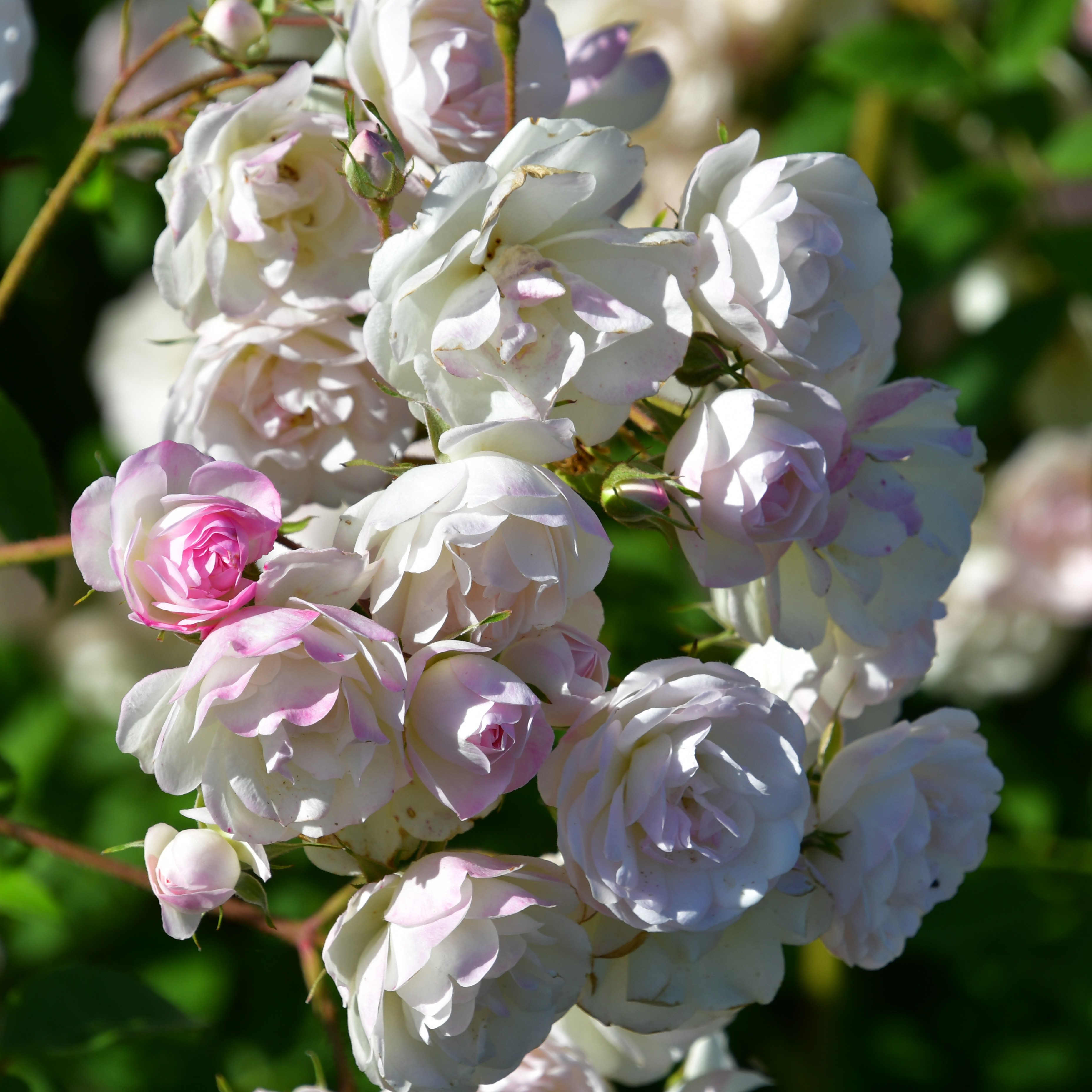 3 x Blushing Bride im Bio-Container