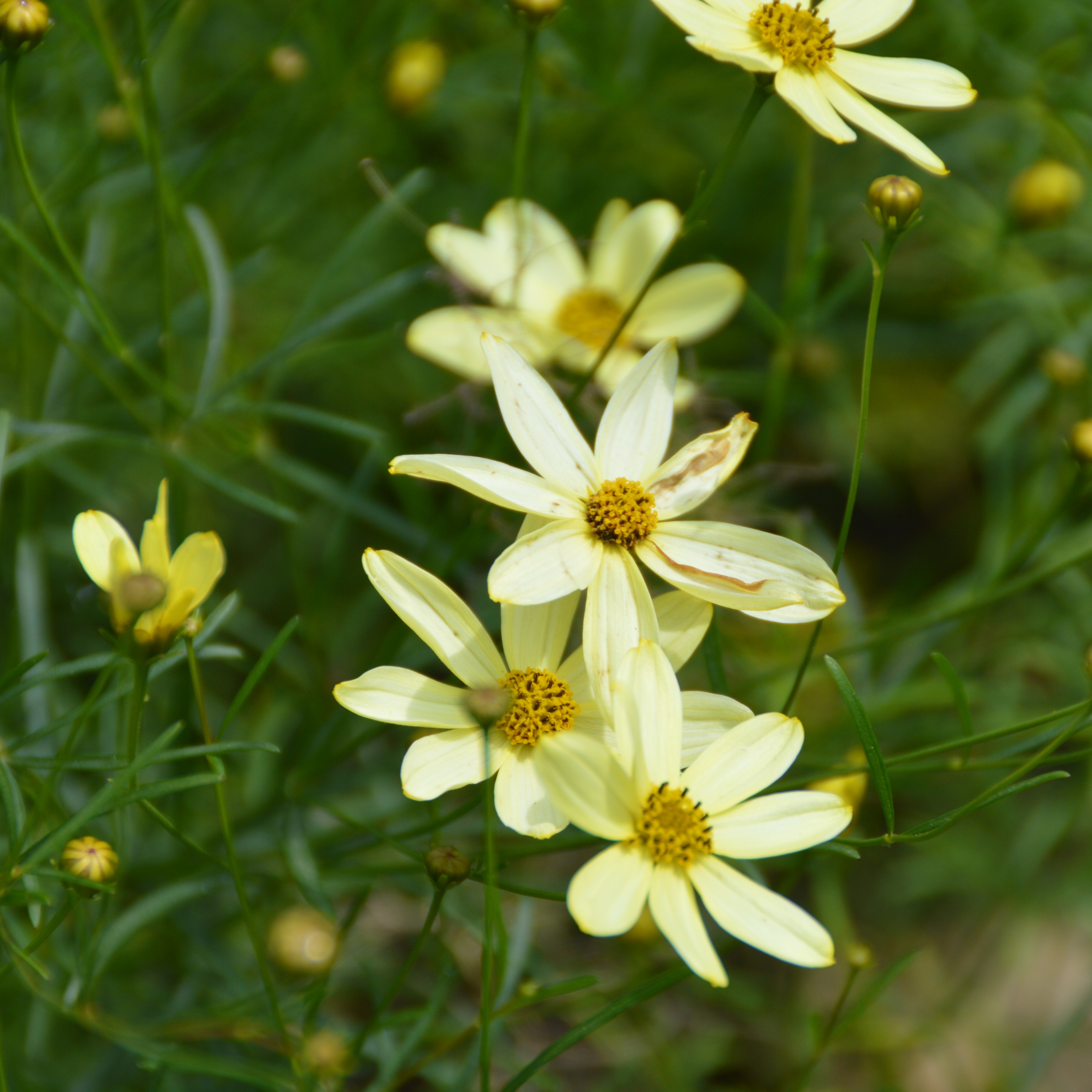 Coreopsis verticillata ´Moonbeam` 1L