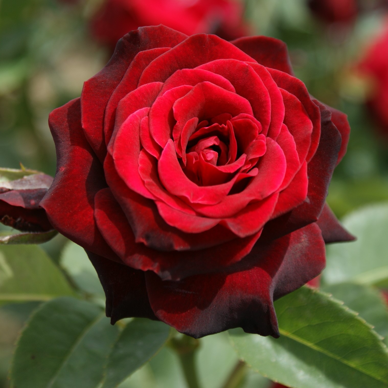 Black Baccara
