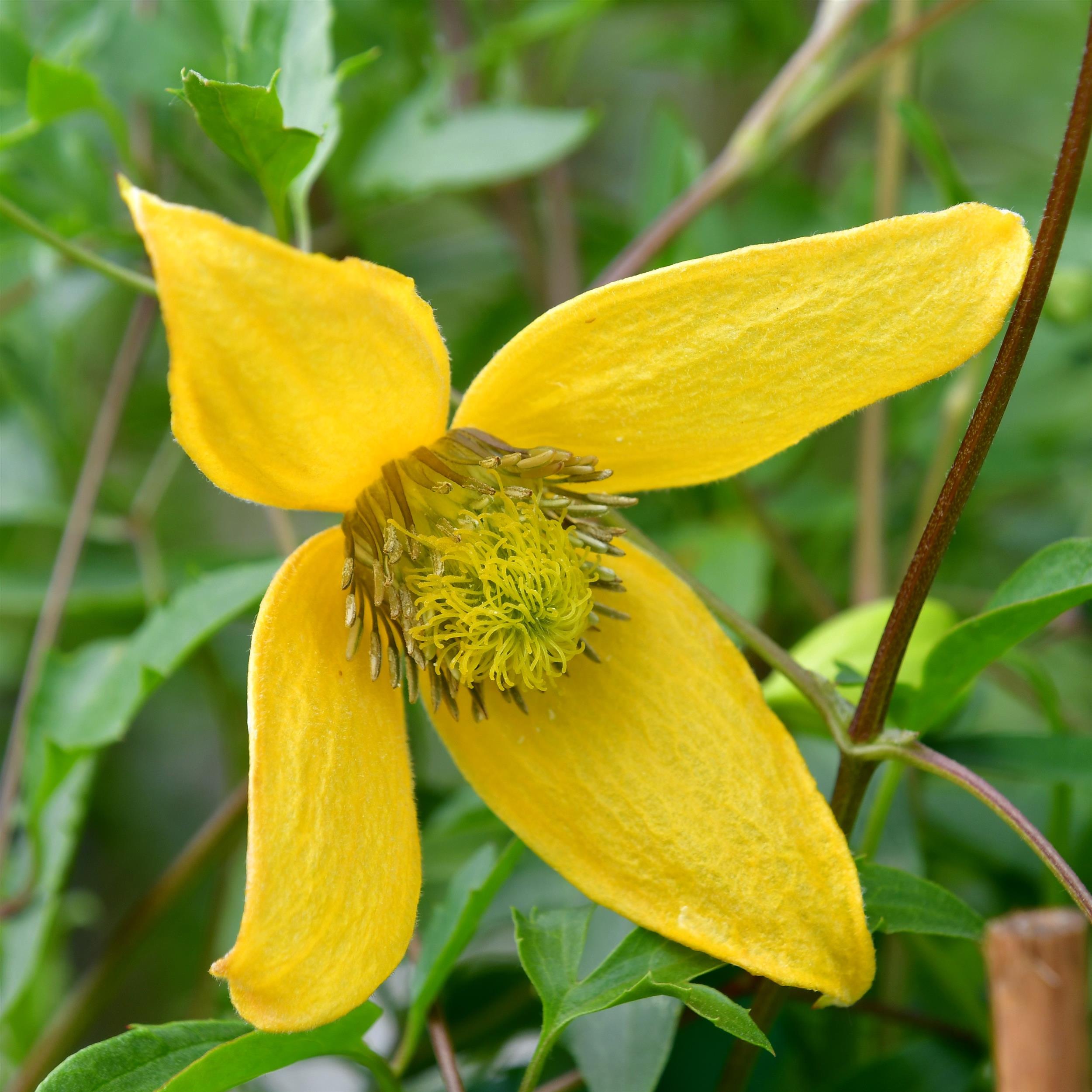 Clematis tangutica 'Helios'