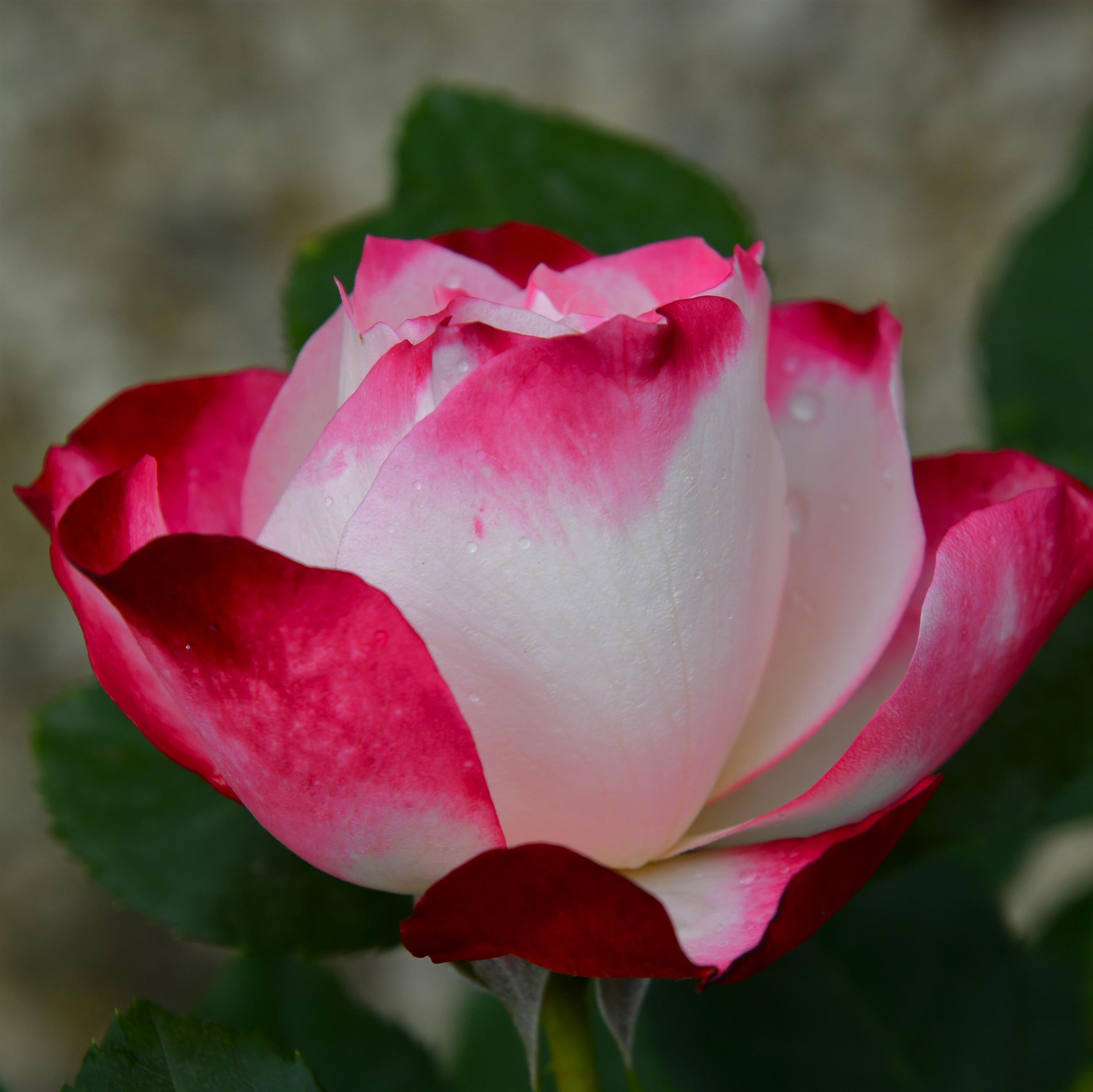 Jubilé de Prince de Monaco