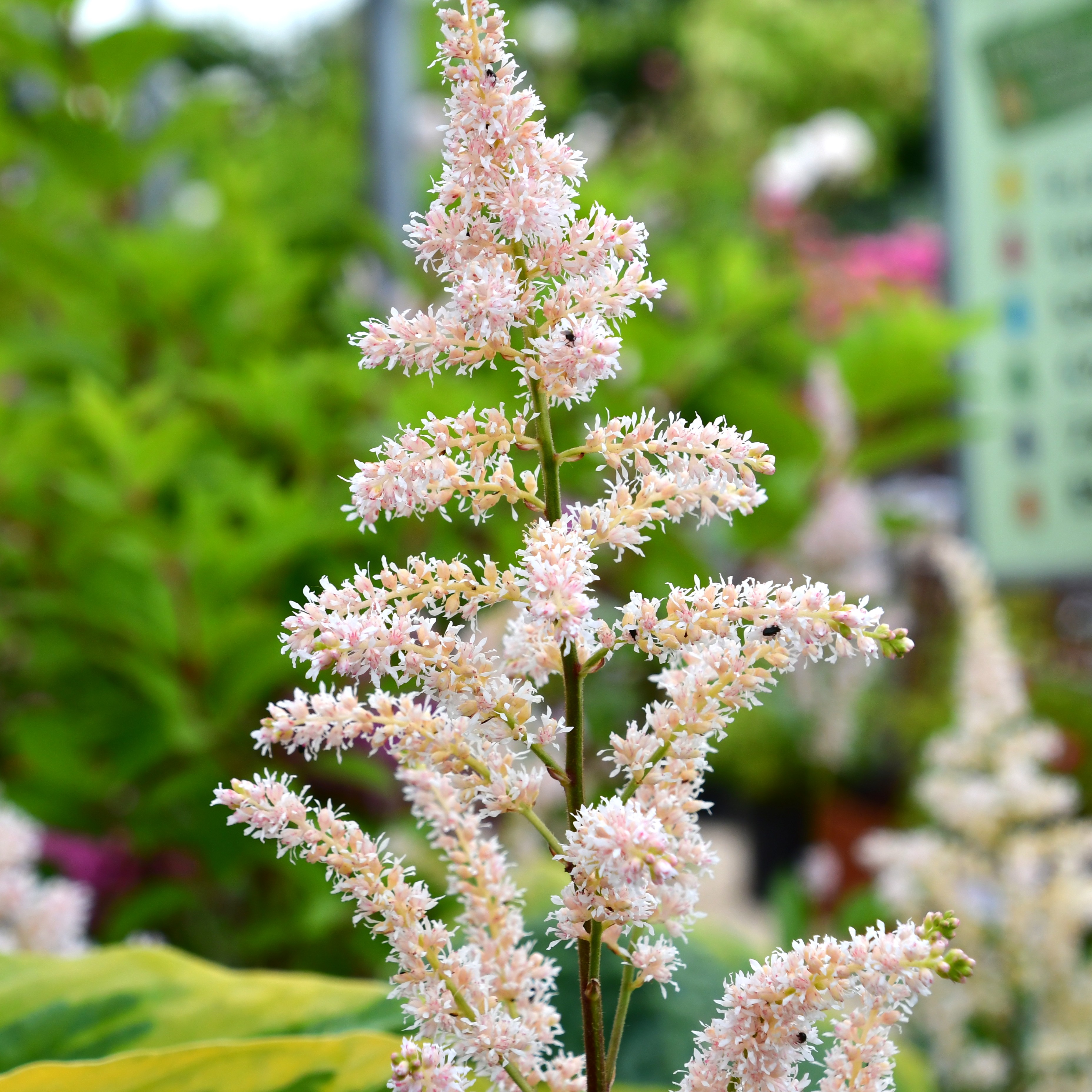 Astilbe japonica 'Peach Blossom' 0,5L