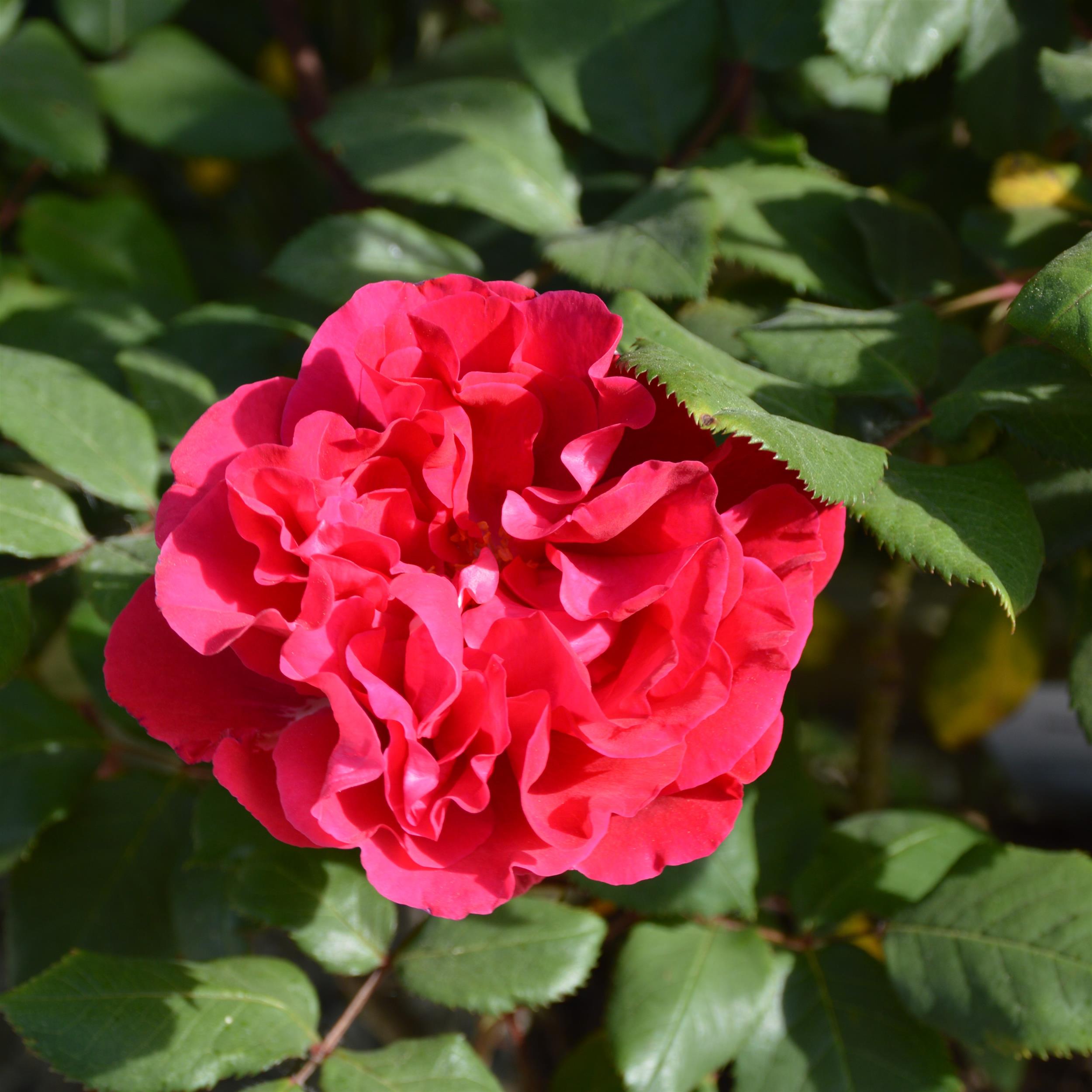 The Geheimrat's Rose