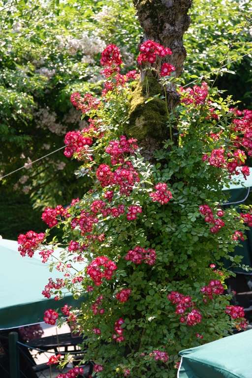 The Bishop´s Rambler