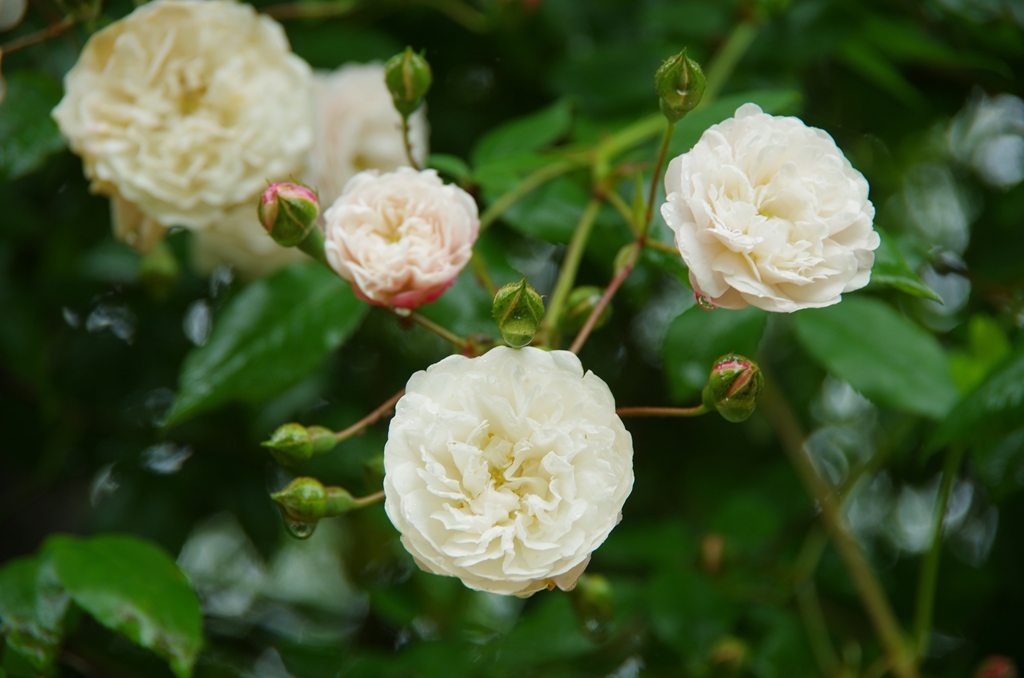 Felicite et Perpetue