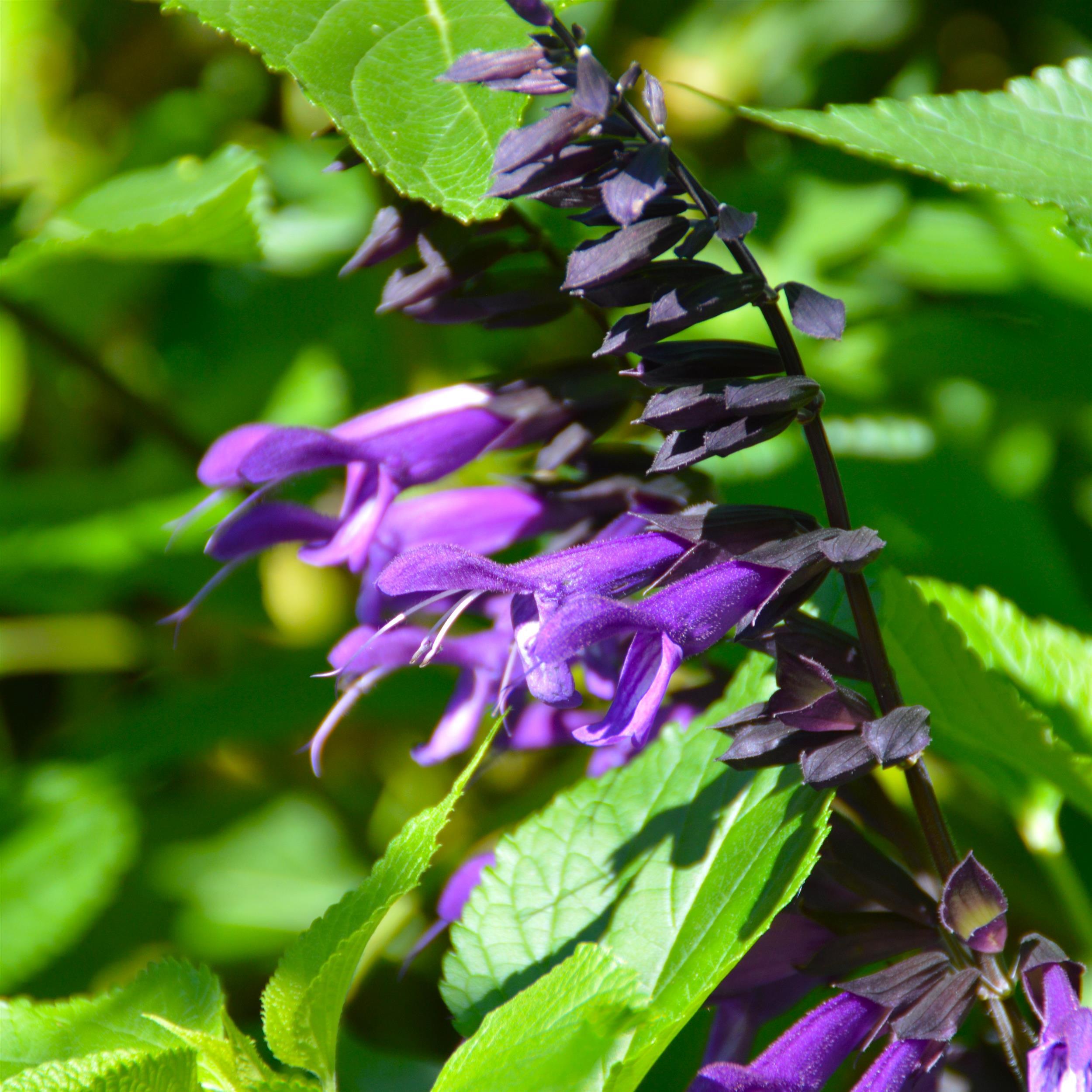 Salvia Amistad 3L