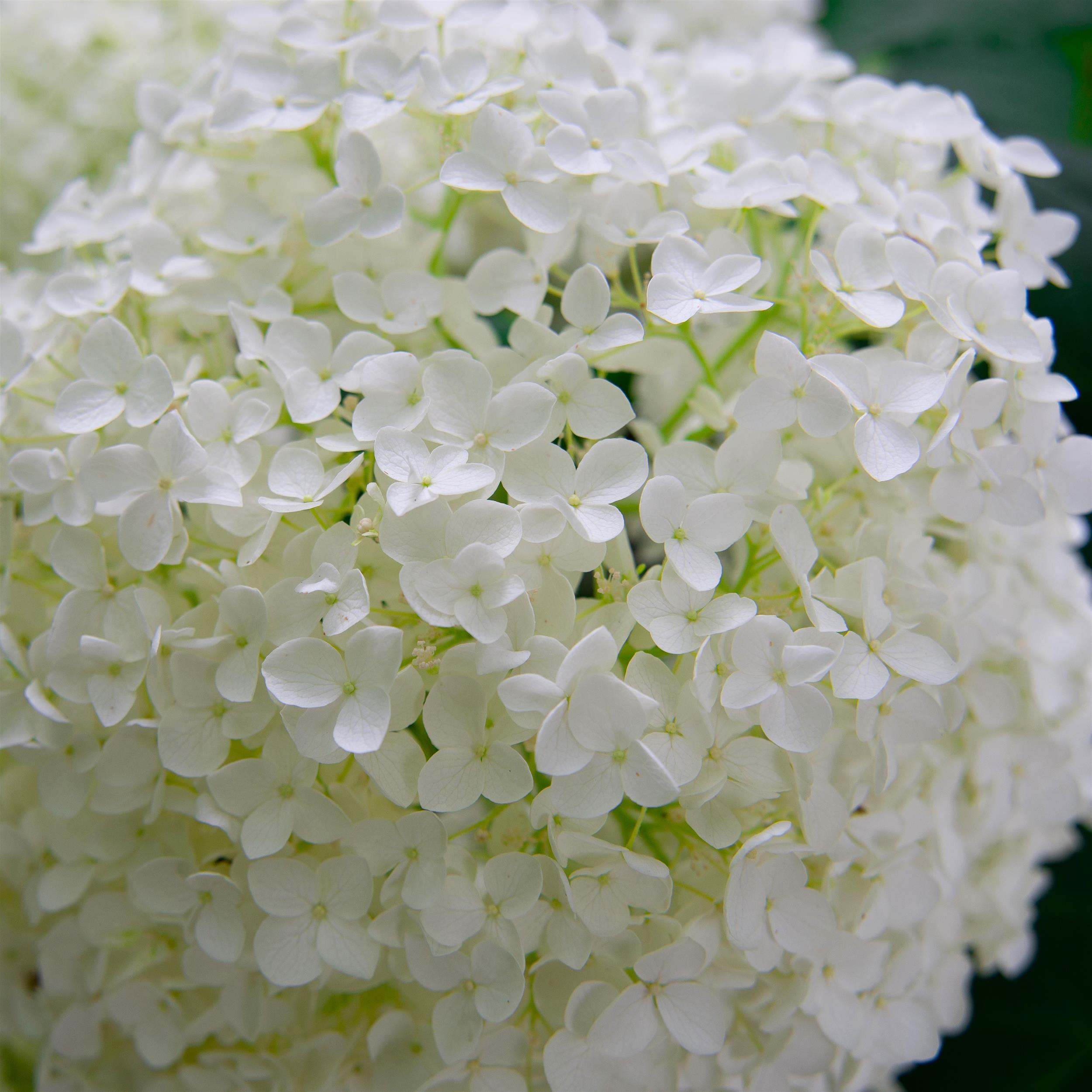 Hydrangea arborescens Annabelle 5L