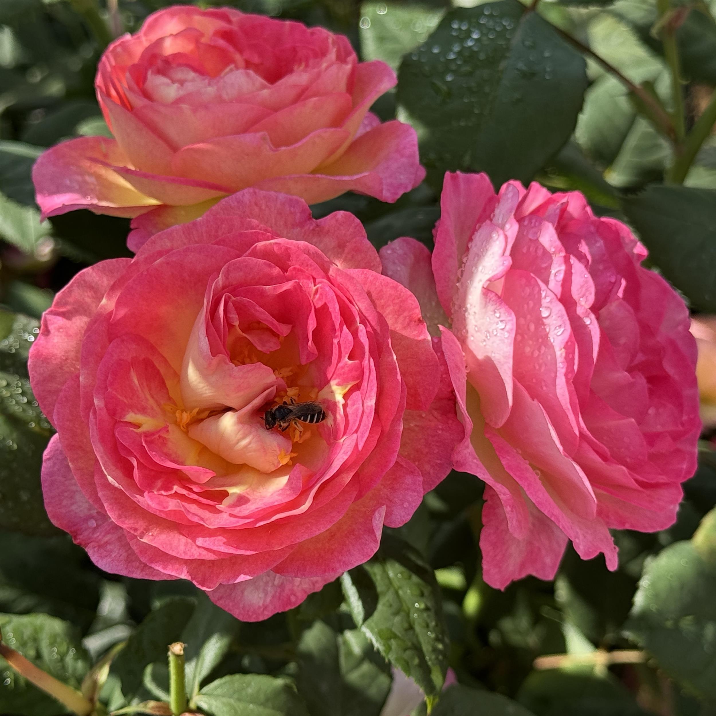 Mme de Stael
