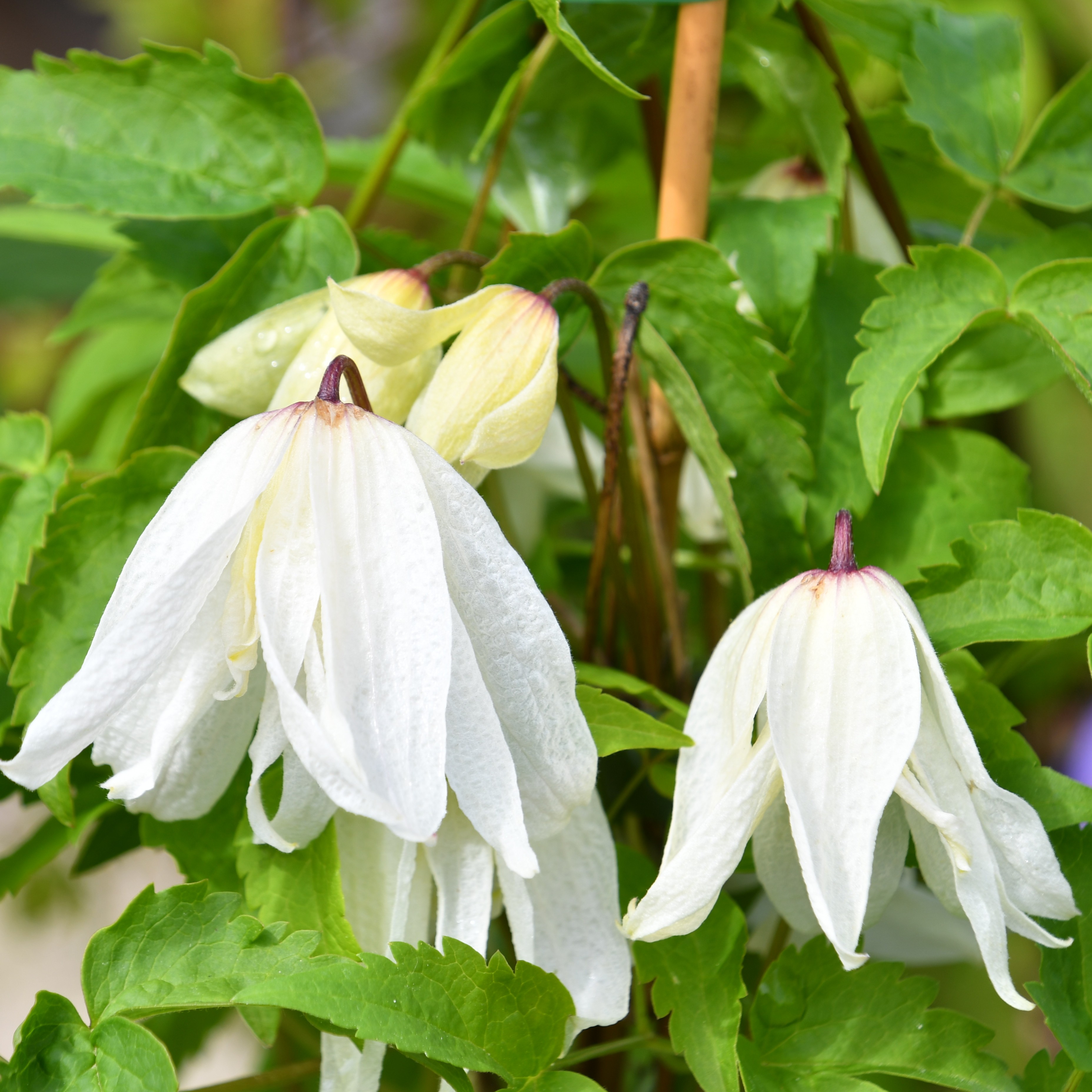 Clematis alp. macr. White Swan