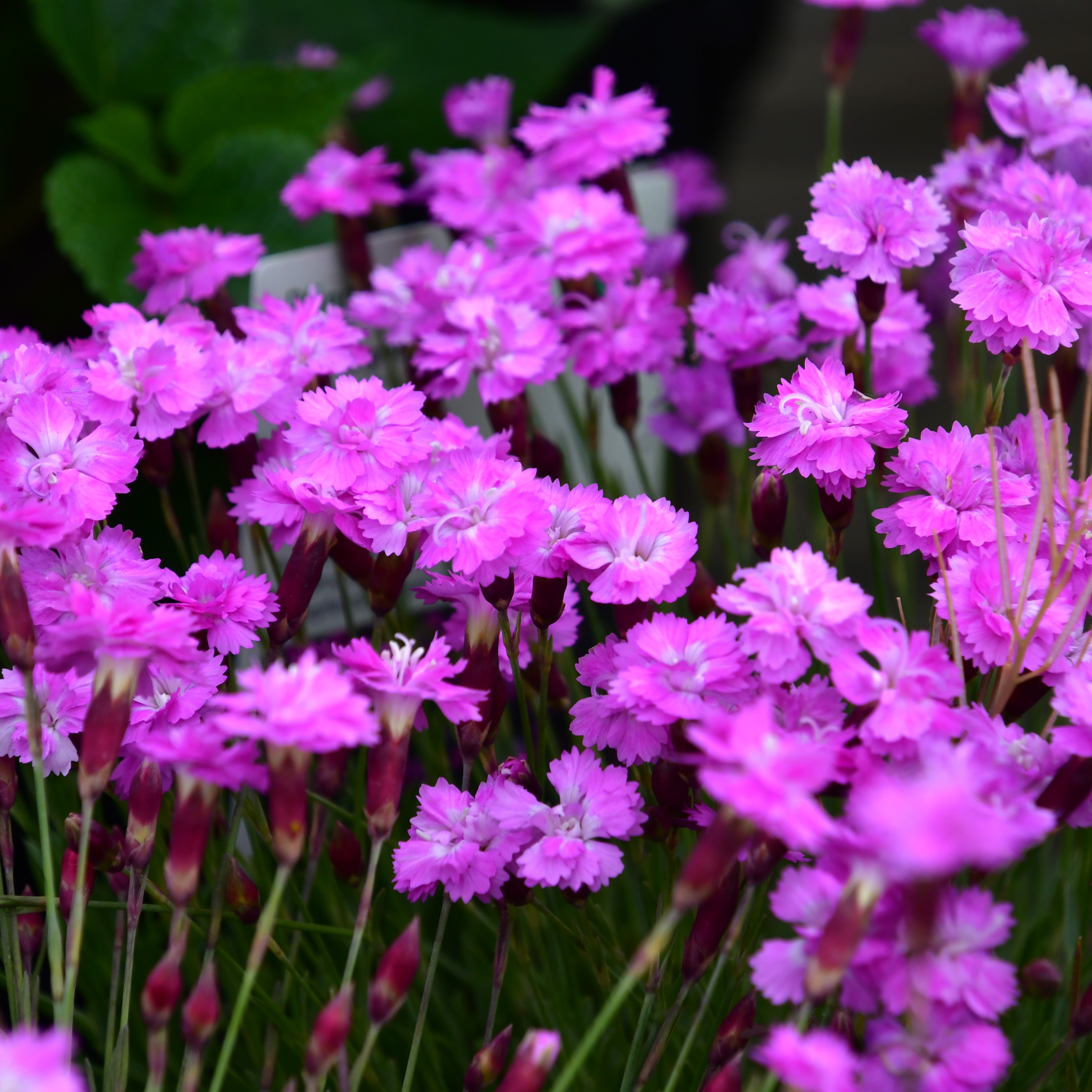Dianthus Grat.-Hybr. ´Pink Jewel` 1L