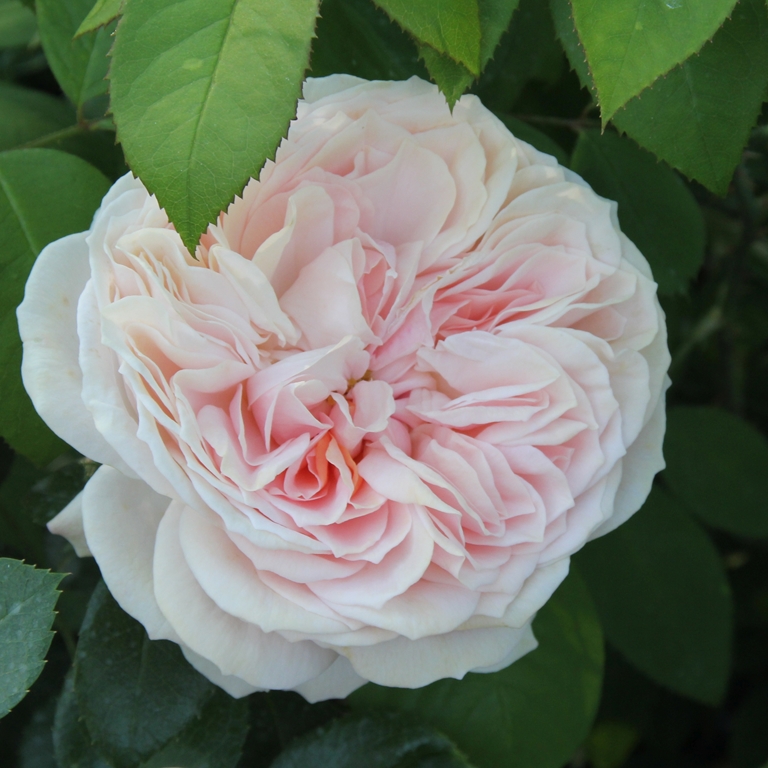 Garden of Roses/ Joie de vivre