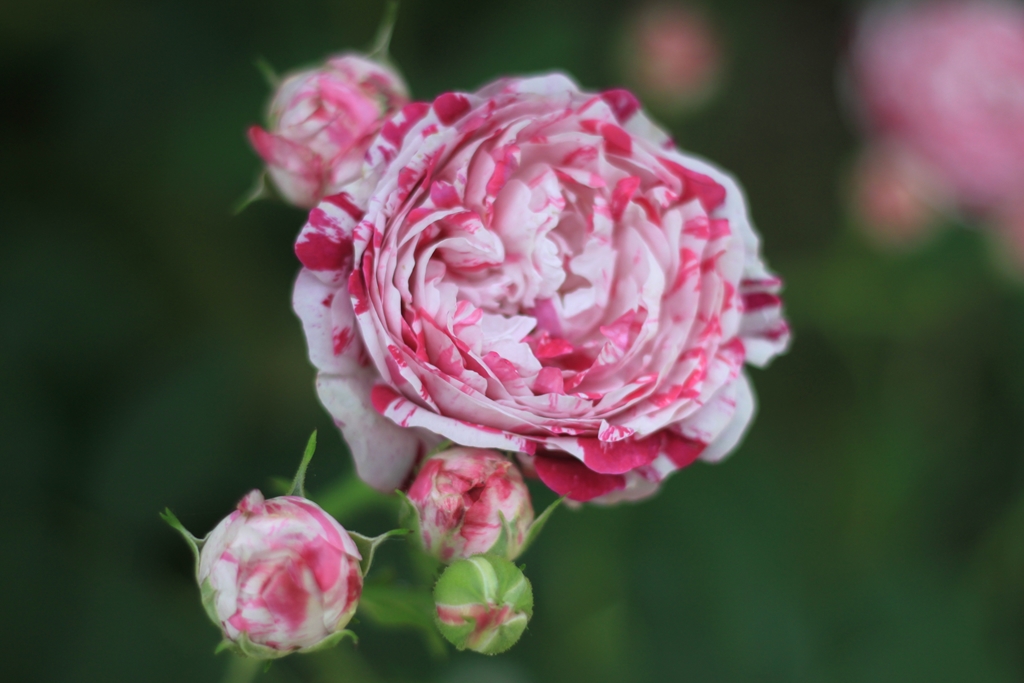 Variegata di Bologna