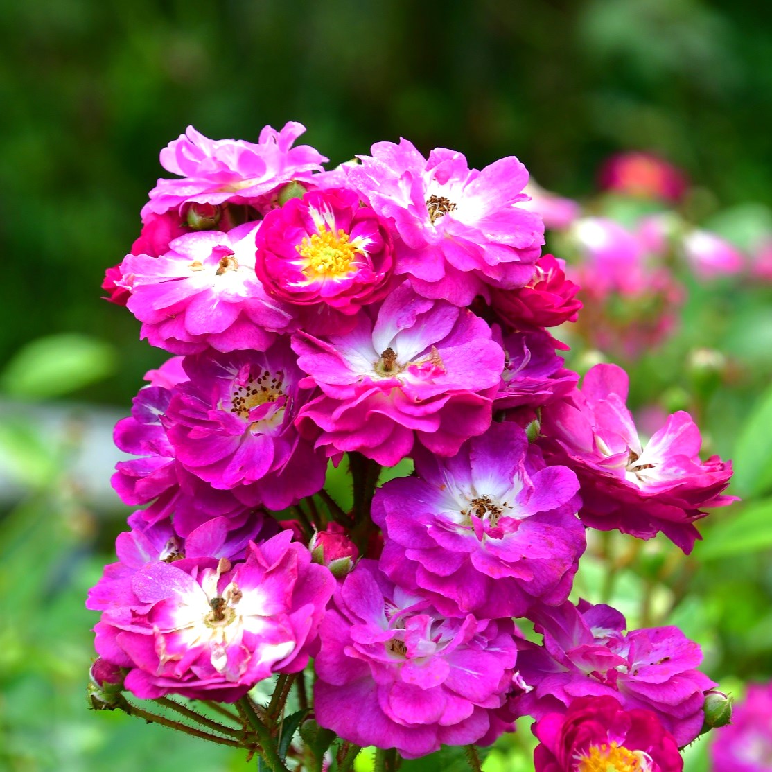 Polyantha Rosen
