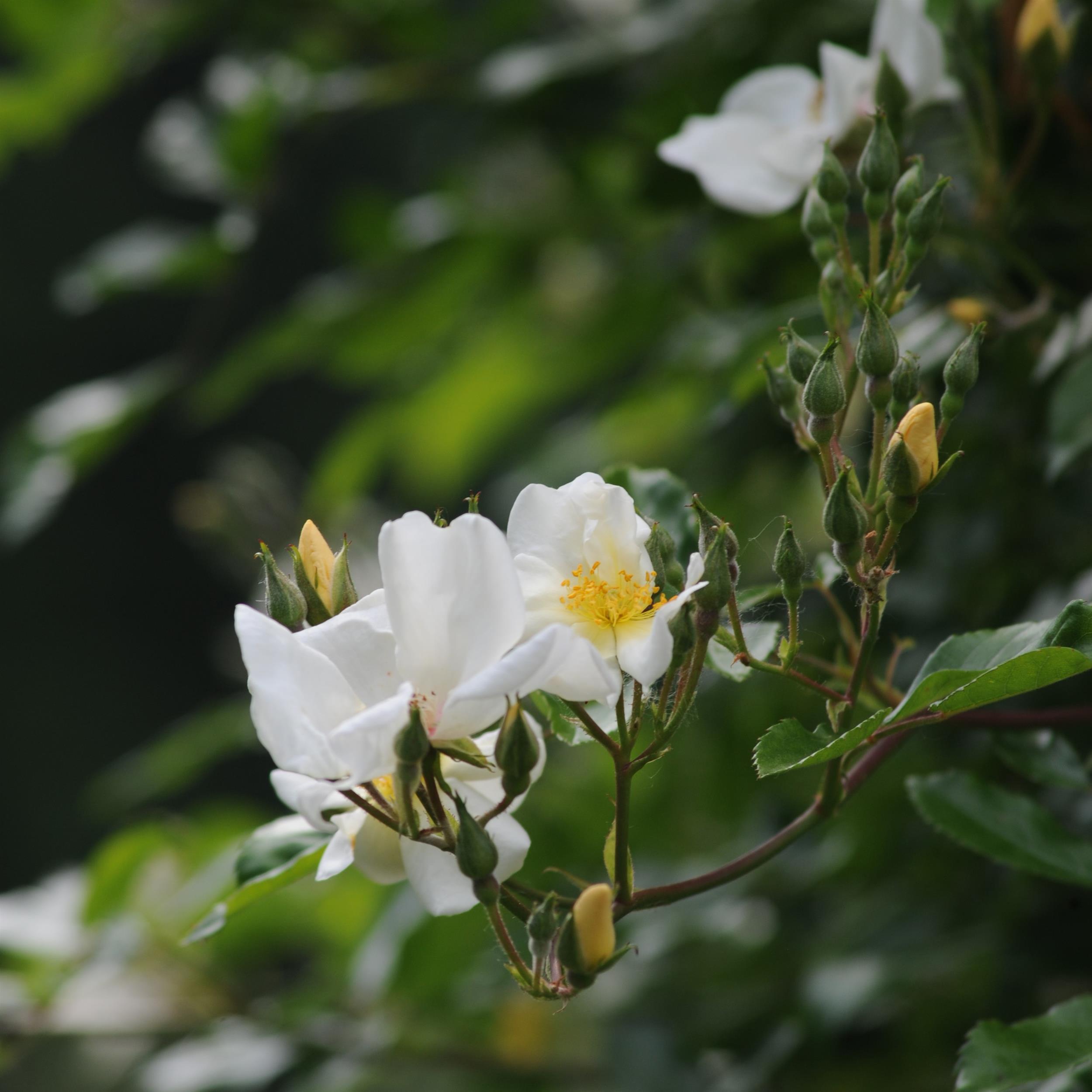 5 x White Wedding im Bio-Container - Hohe Rosenhecke