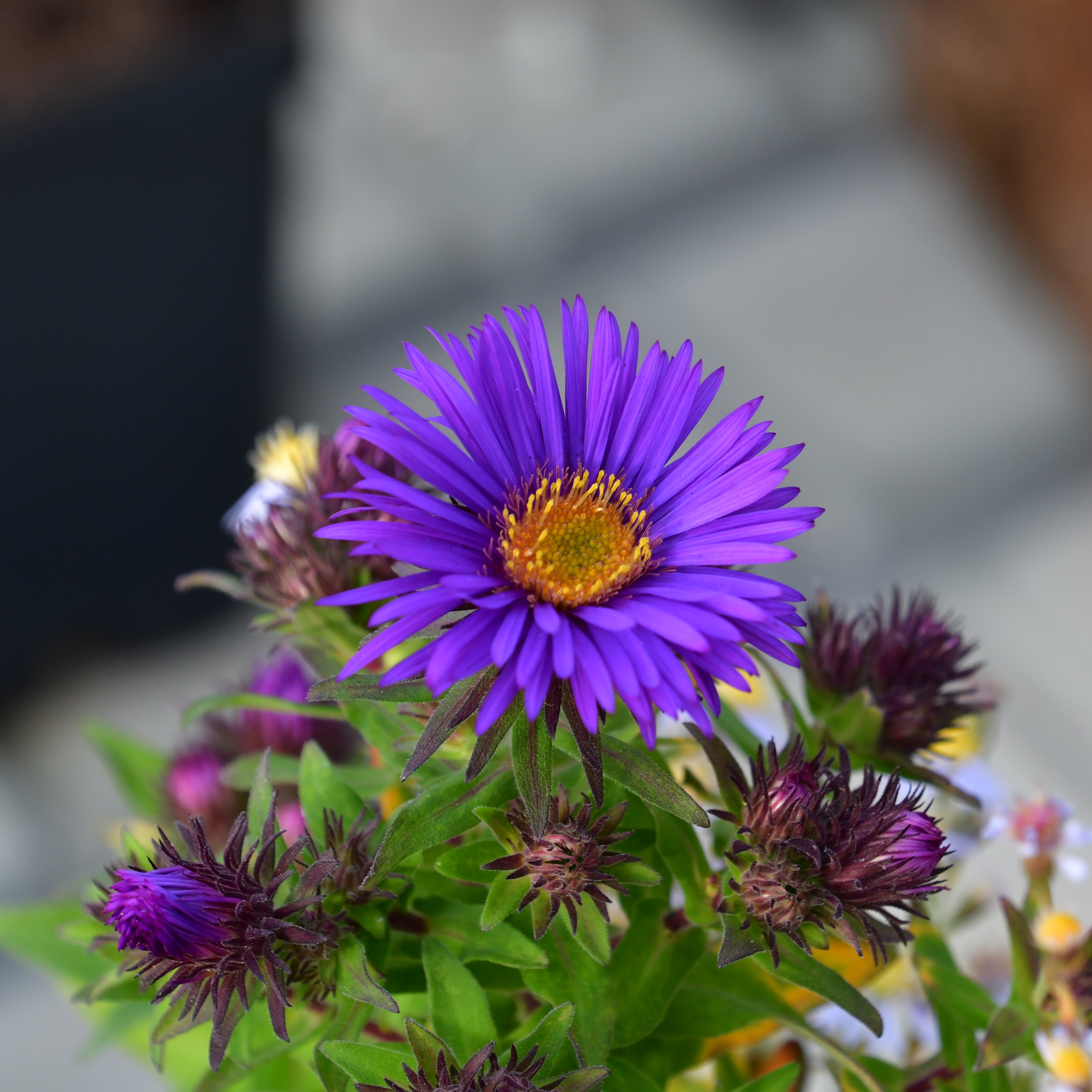 Aster novae-angliae 'Purple Dome' 1L