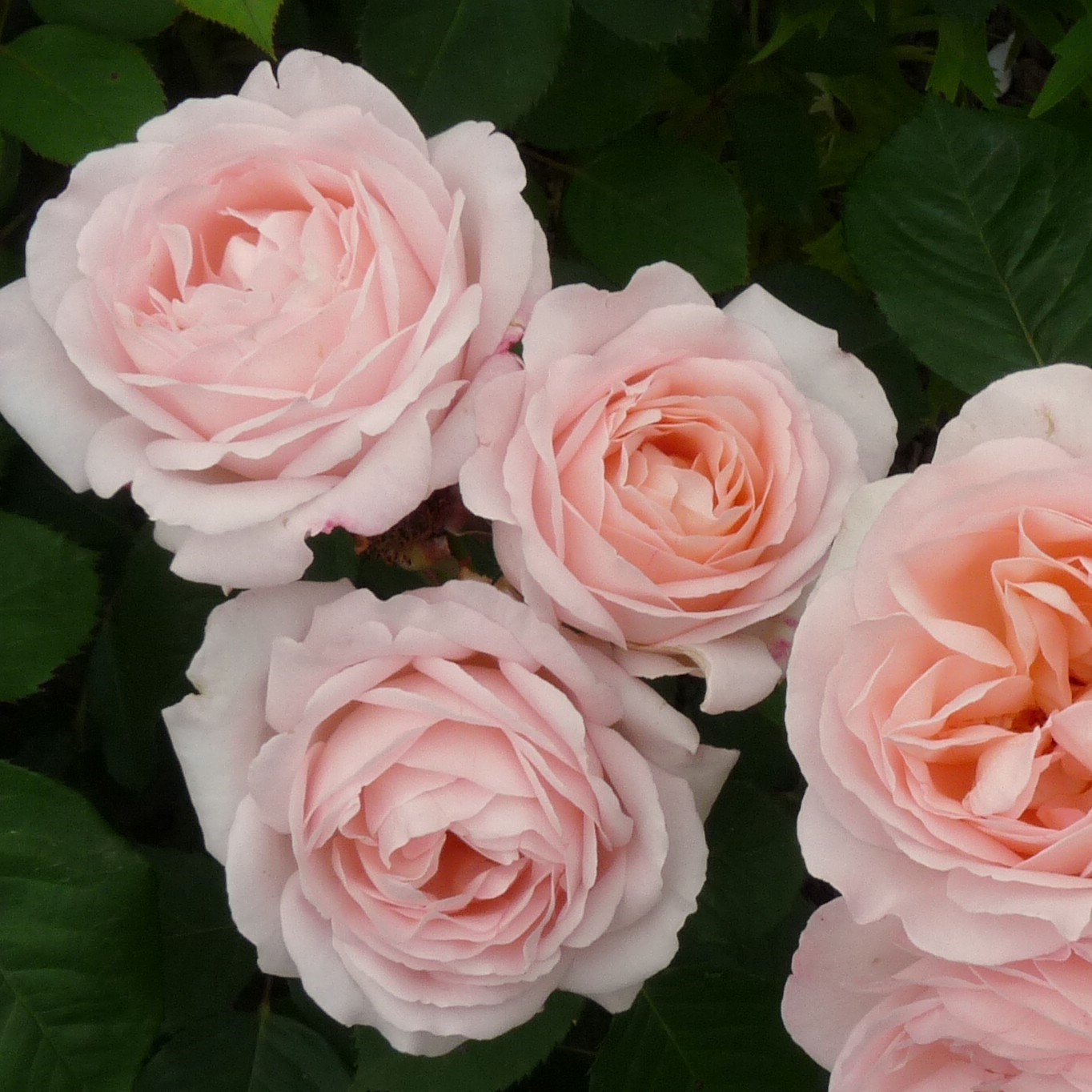 Liliana/ Clair Renaissance