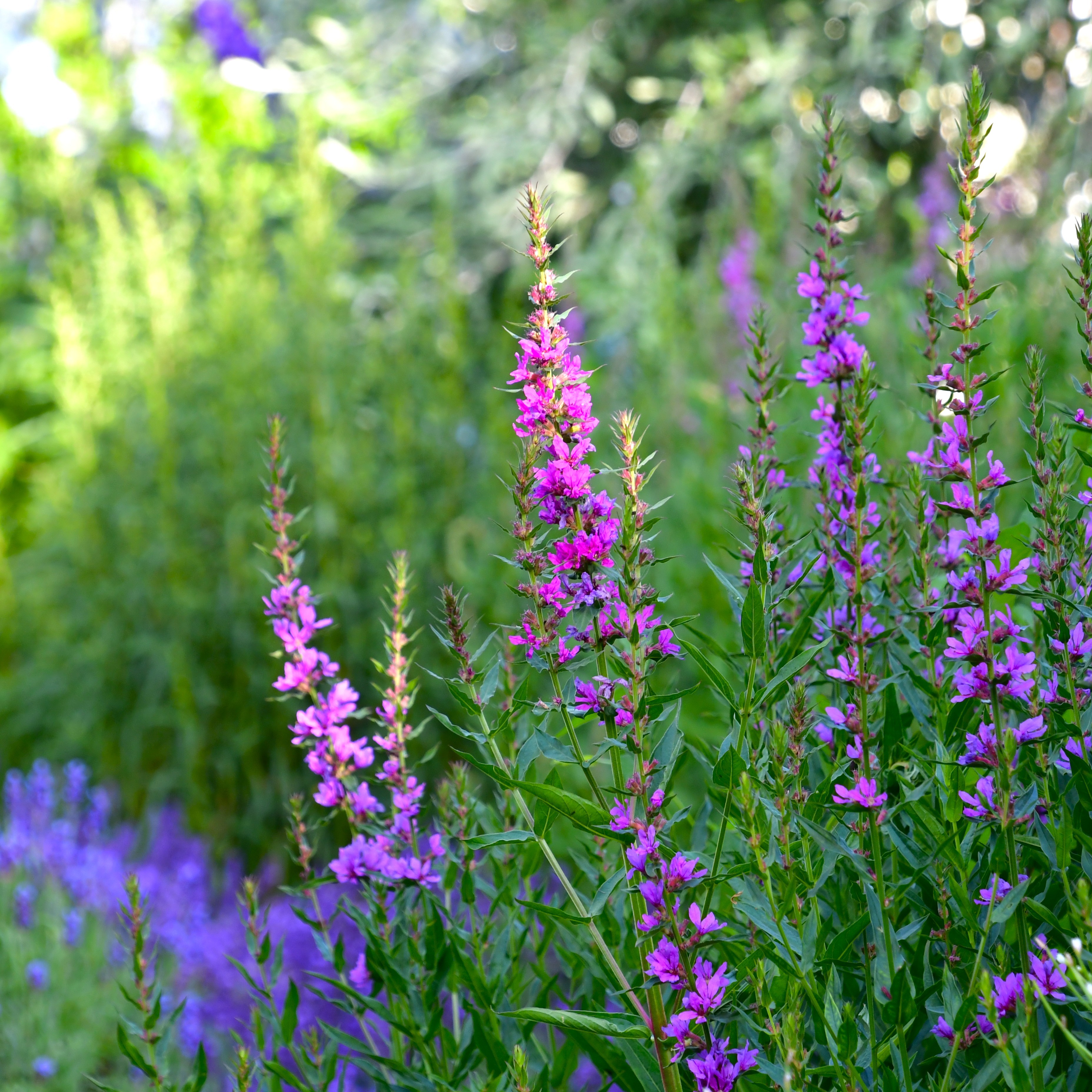 Lythrum salicaria Robin 1L