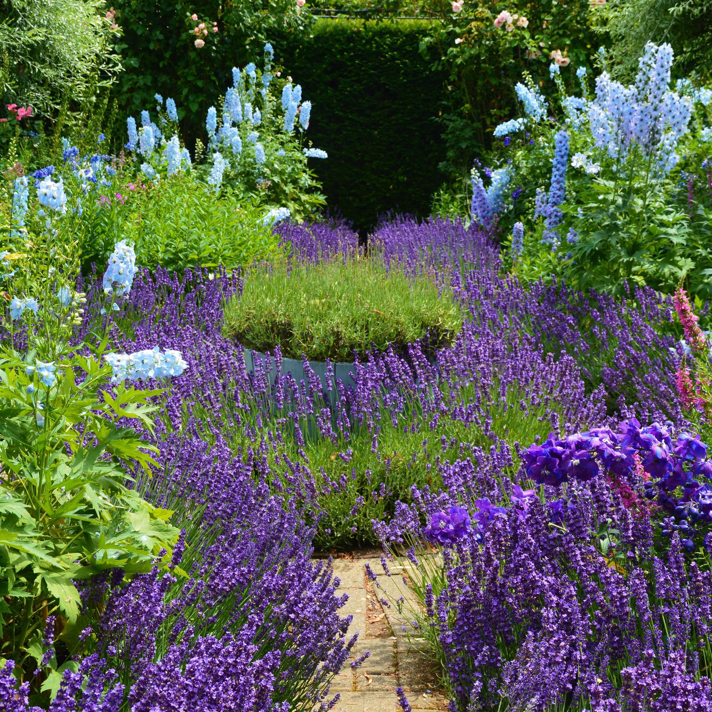 Lavandula angustifolia ´Hidcote Blue` 2L