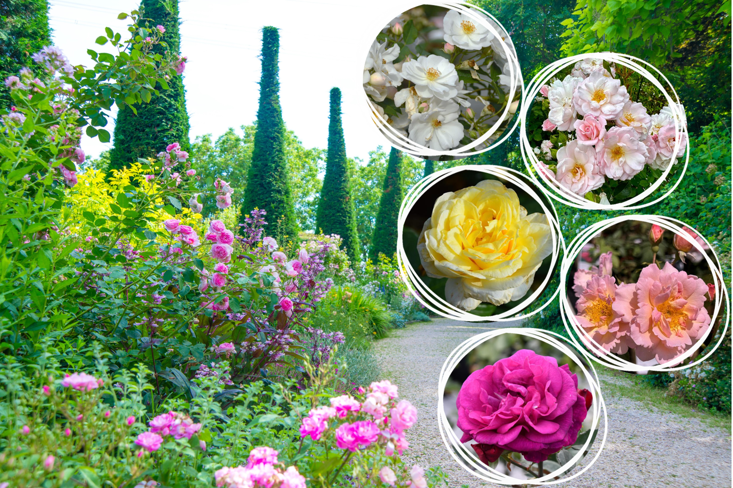 5er Rosen-Set: Mini-Yellow Brick Road