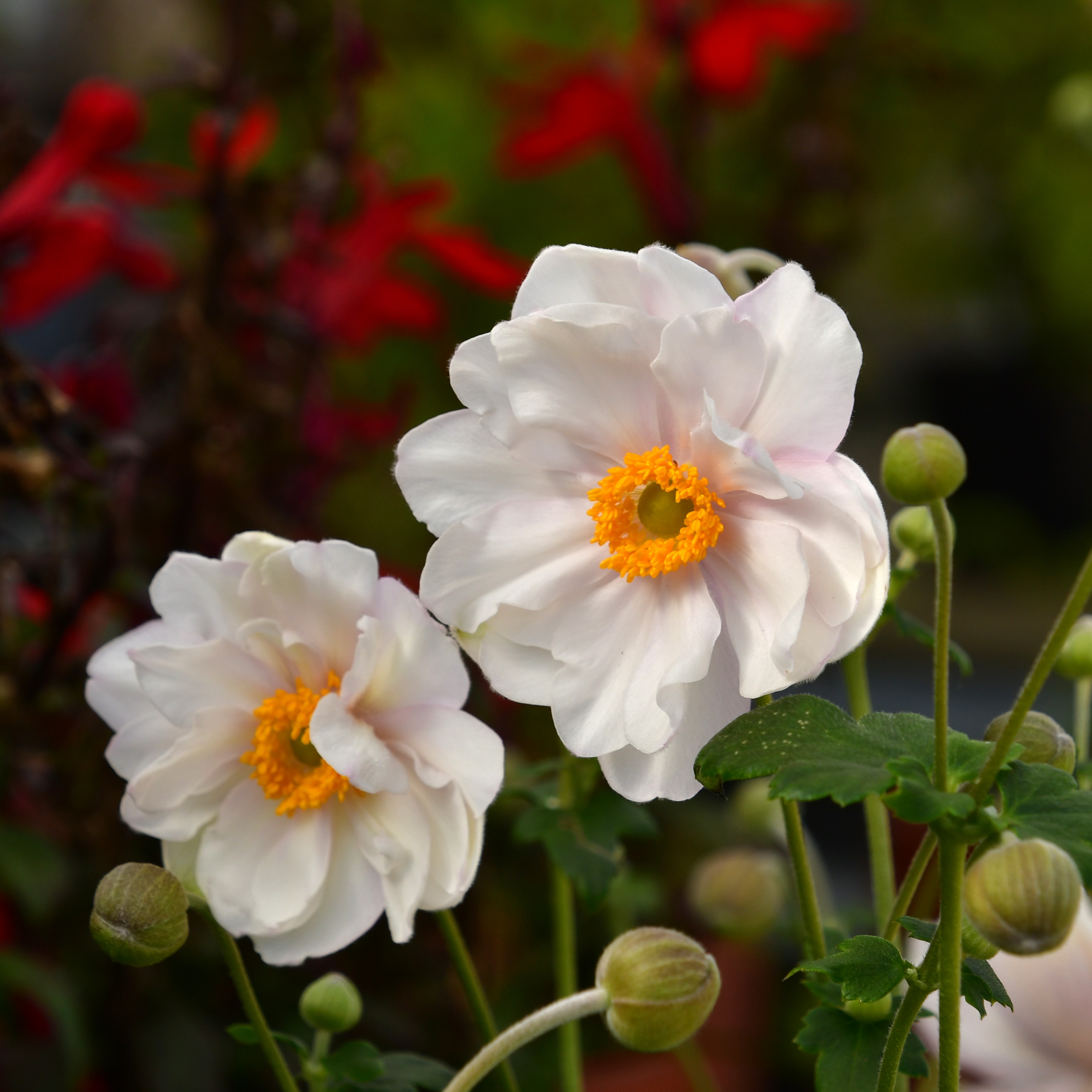 Anemone hupeh. Fantasy 'Rapunzel'  2L