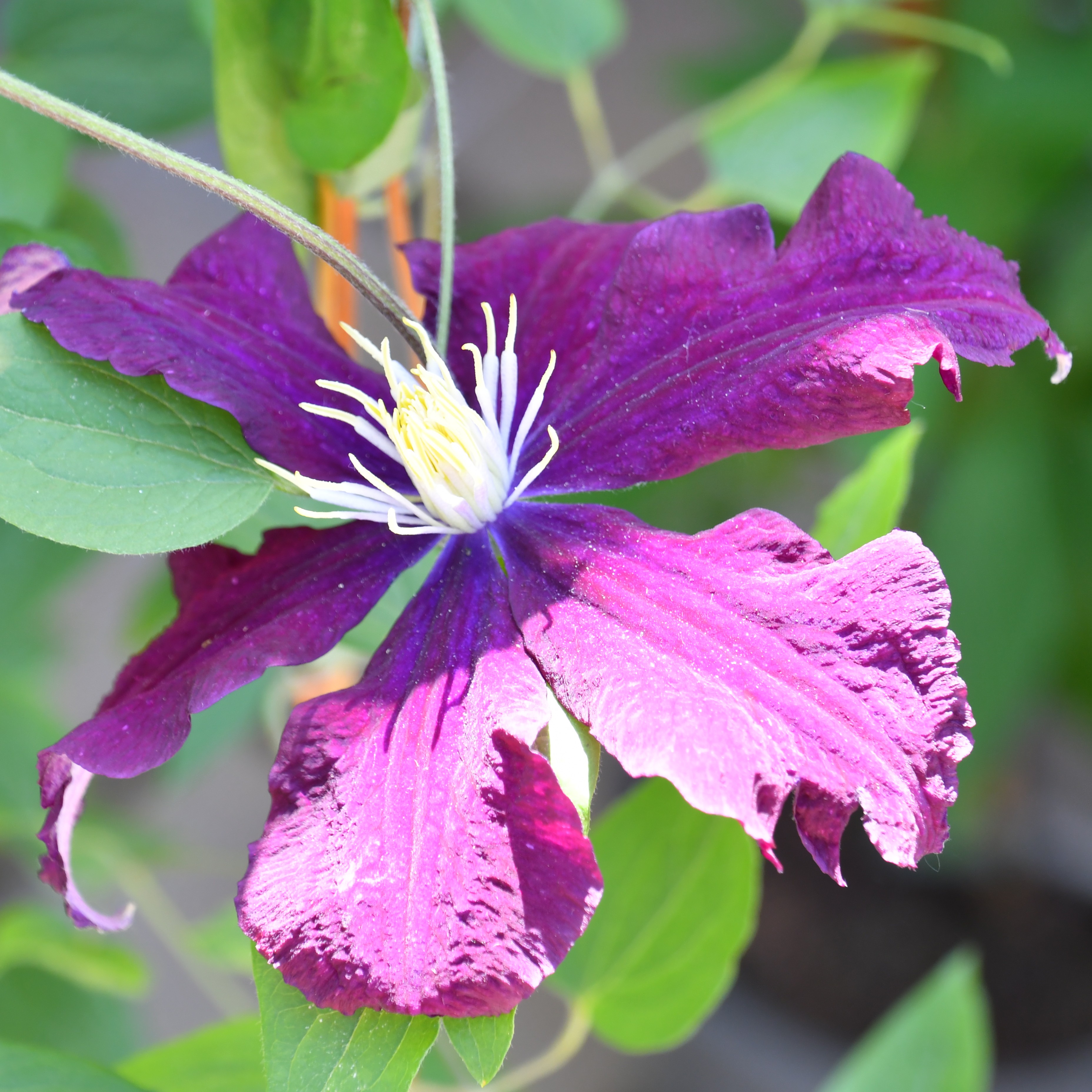 Clematis Warszawska Nike