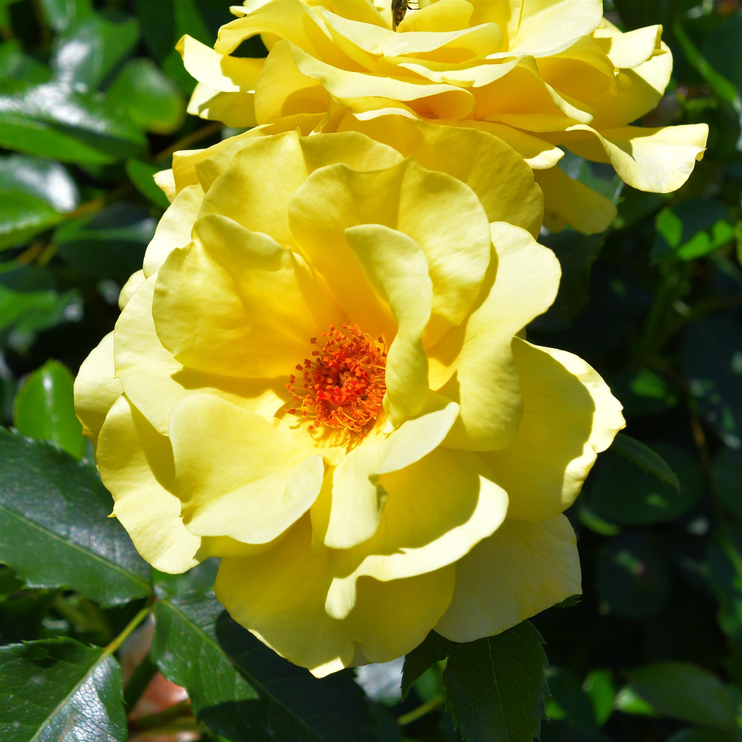 Friesia