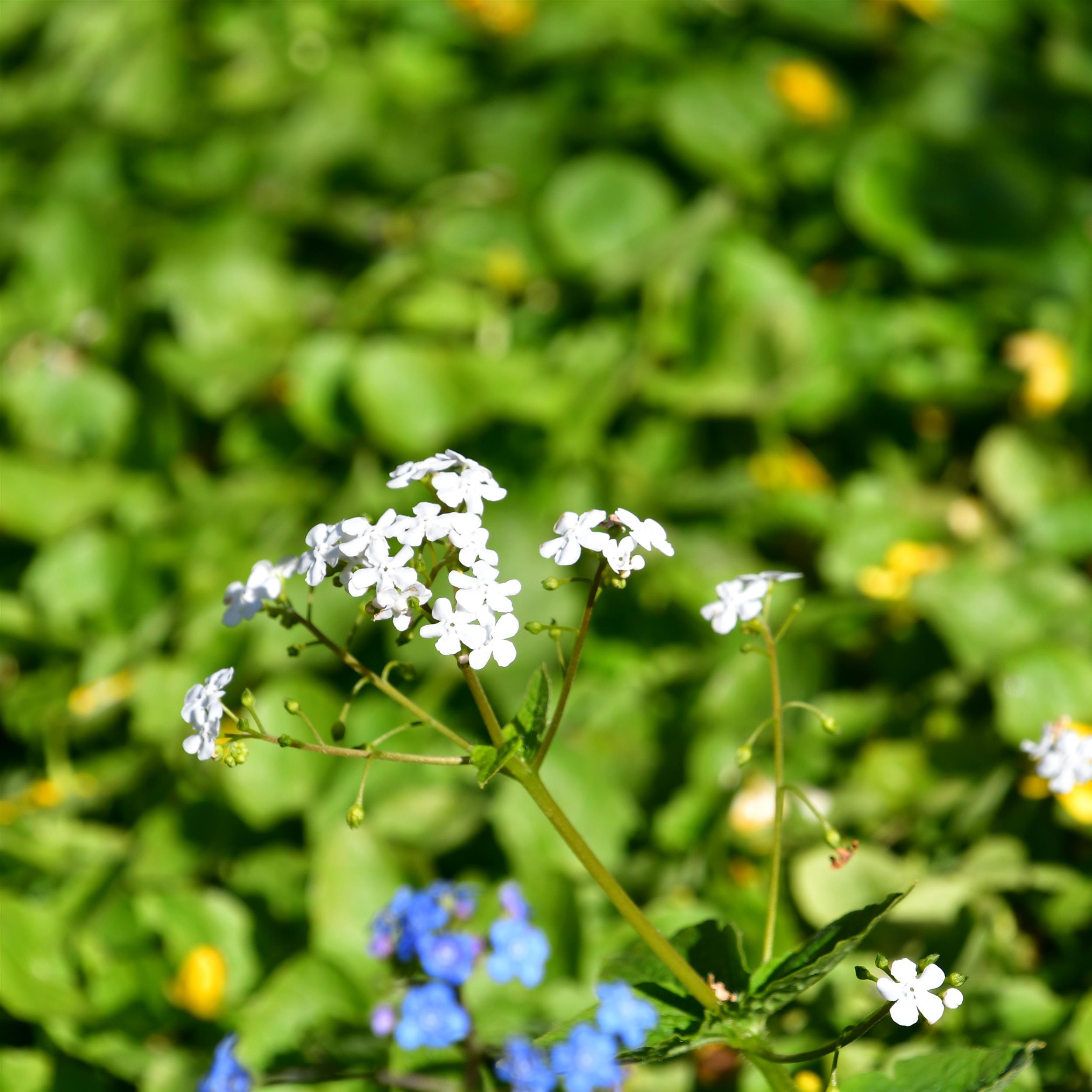 Brunnera macrophylla 'Betty Bowring'