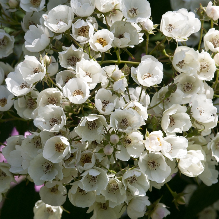 Ettenbühler Glöckchen