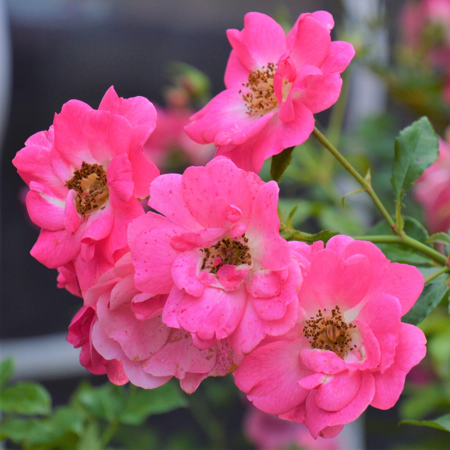 Bad Wörishofen 2005 / Pink Emely