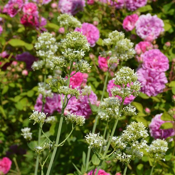 Centranthus ruber 'Albus' 1L