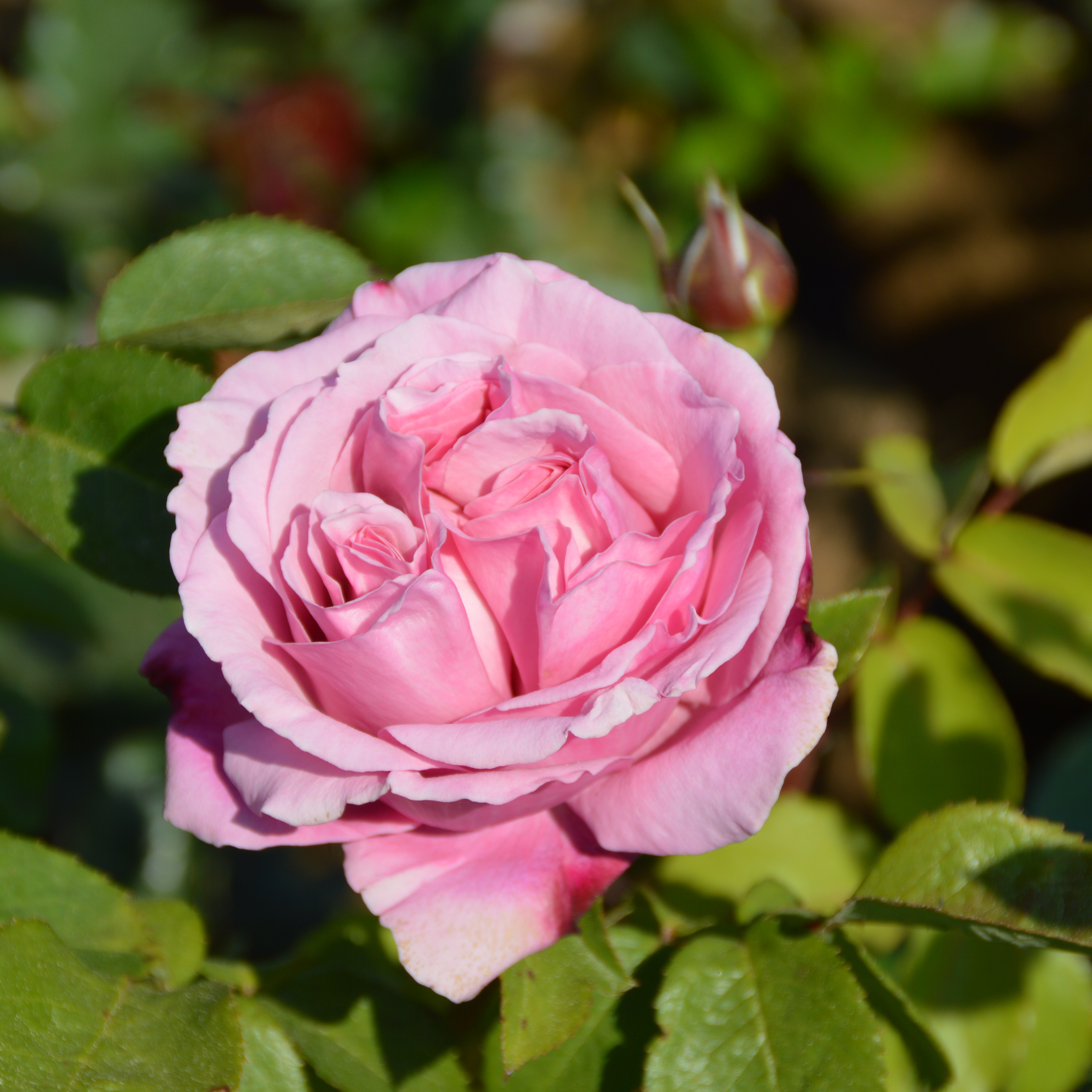 Soeur Emmanuelle/ Dieter Müller