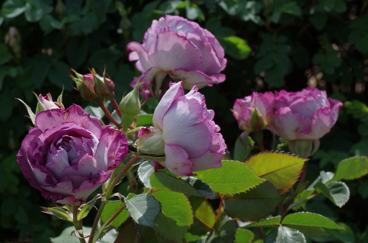 Huddersfield Choral Society