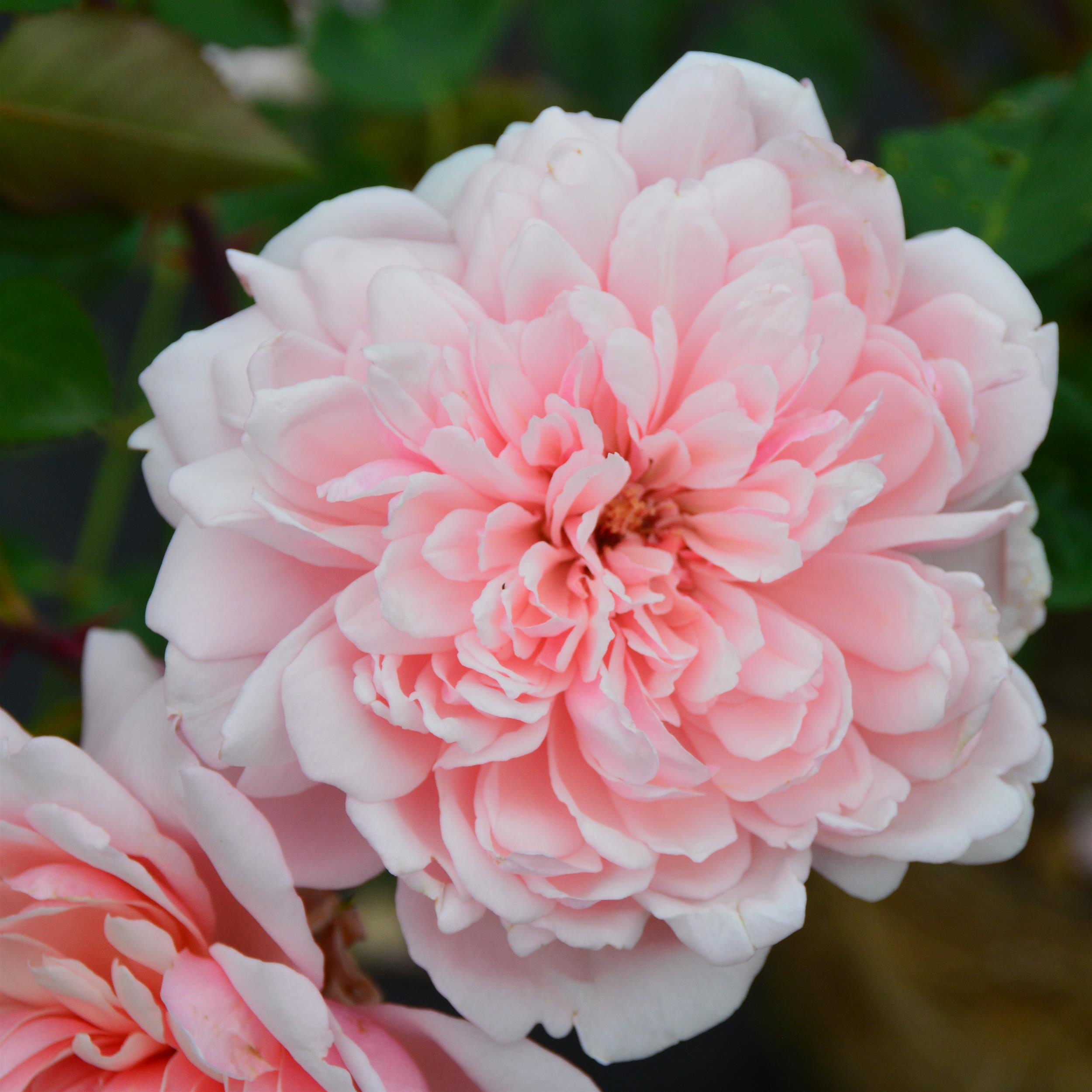Albertine