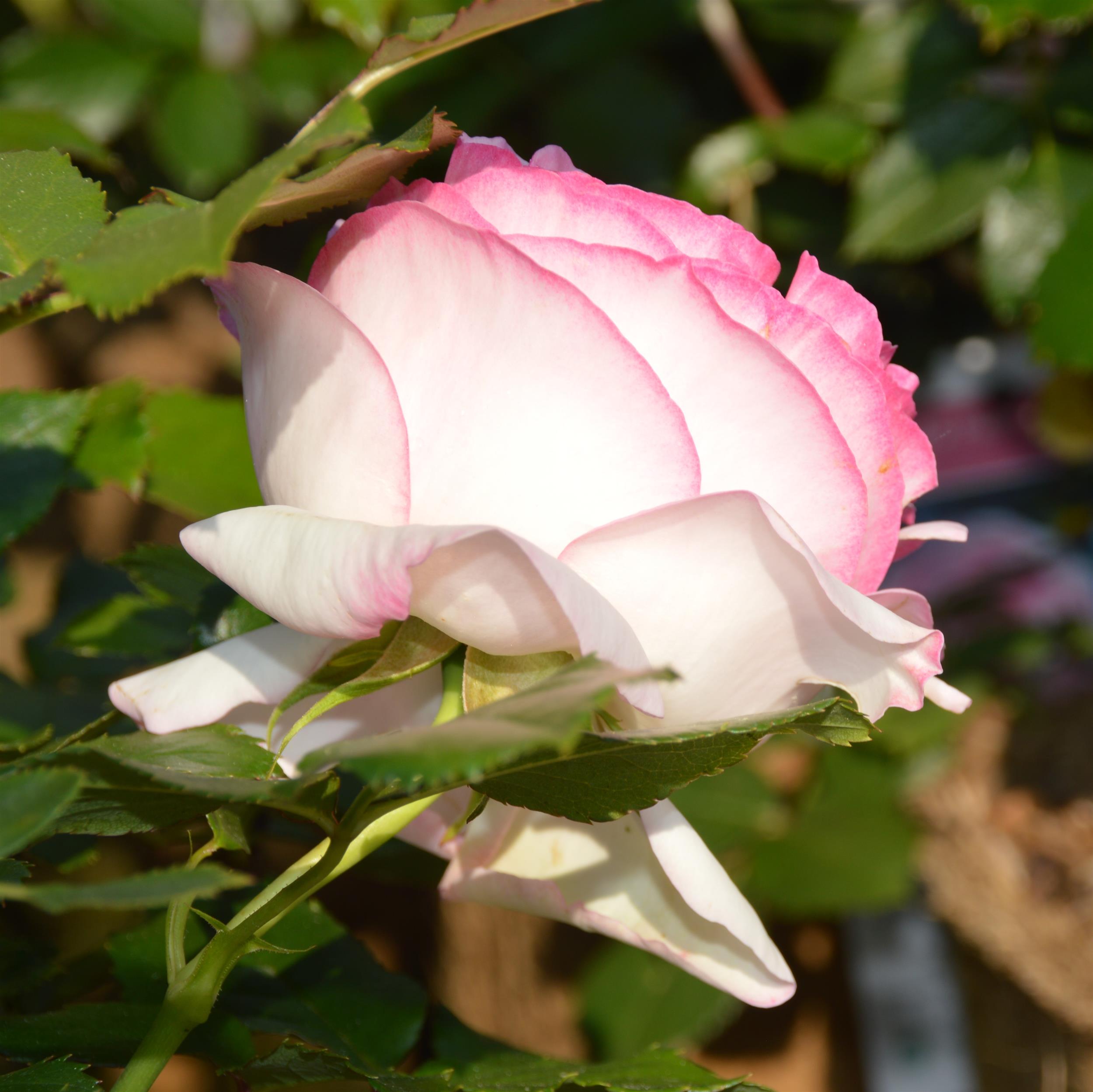 Eden Rose 85/ Pierre de Rosard - Stammrose 90 cm