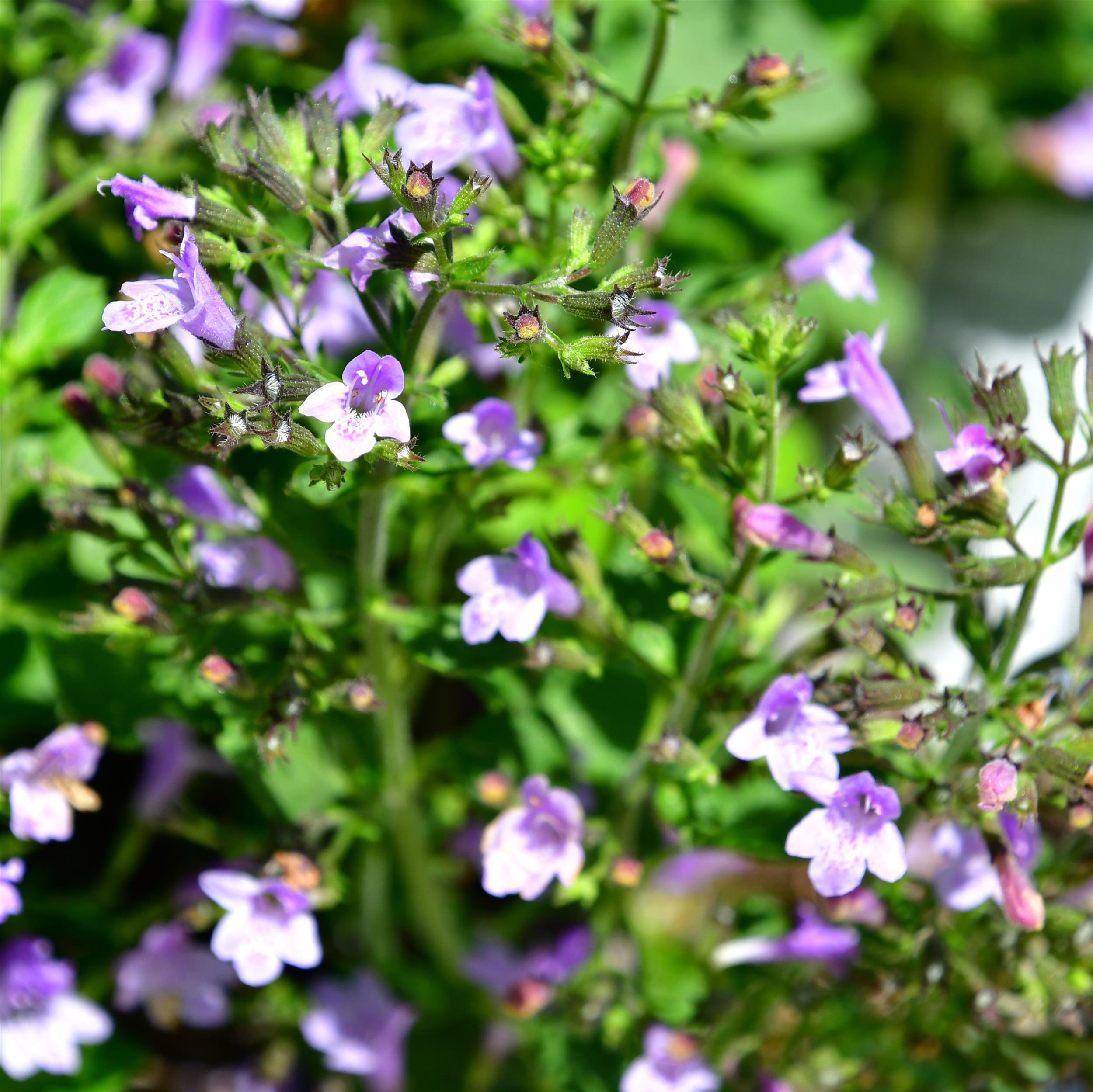 Calamintha nepeta 'Triumphator' 1L