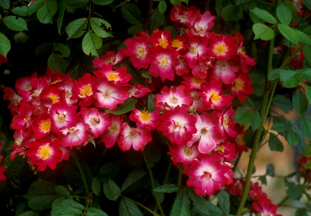 The Bishop´s Rambler