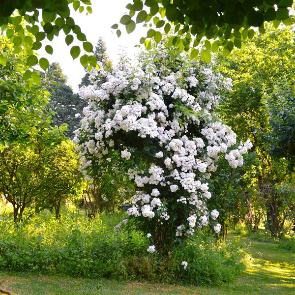 Rambling Rector