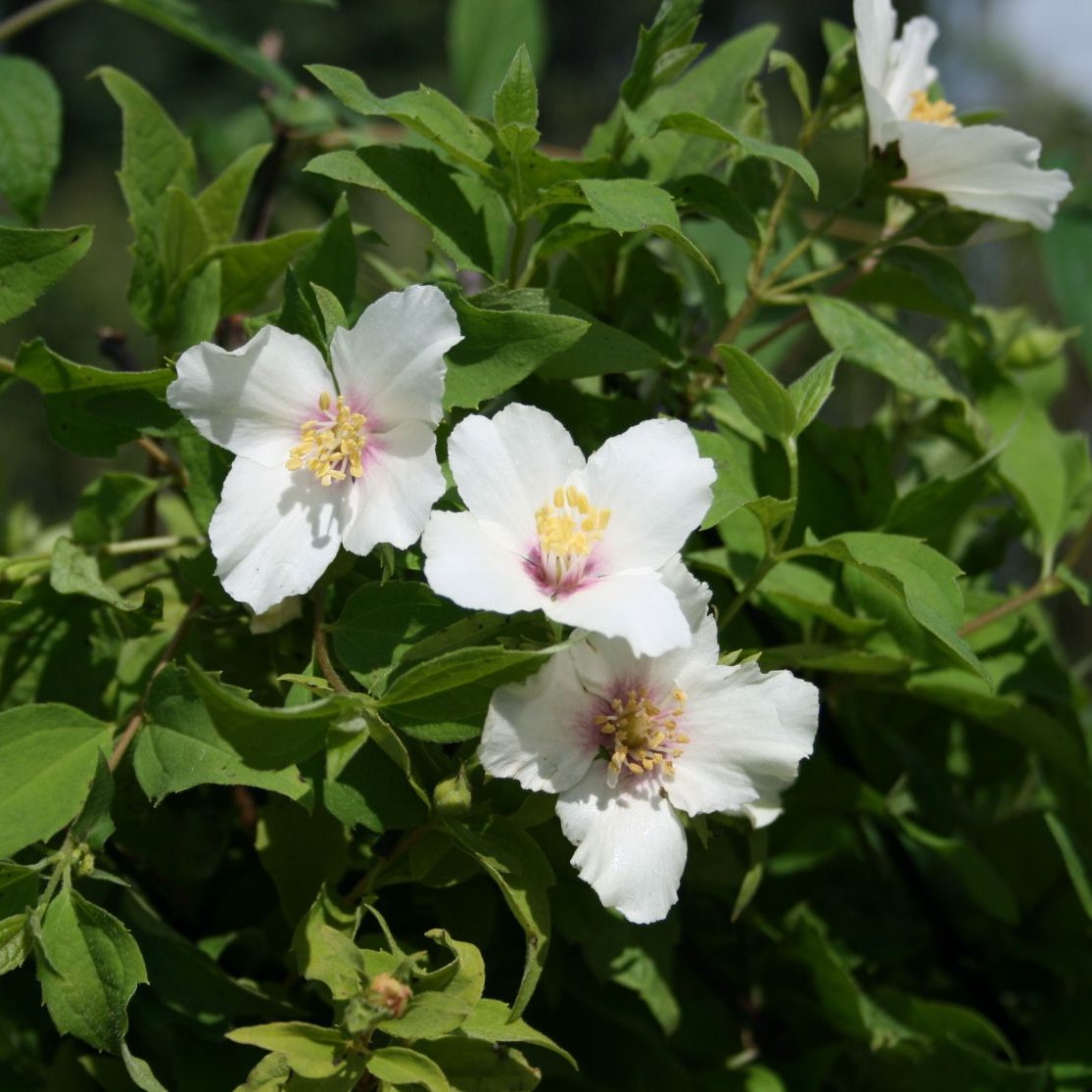 Philadelphus  'Belle Etoile' 5L