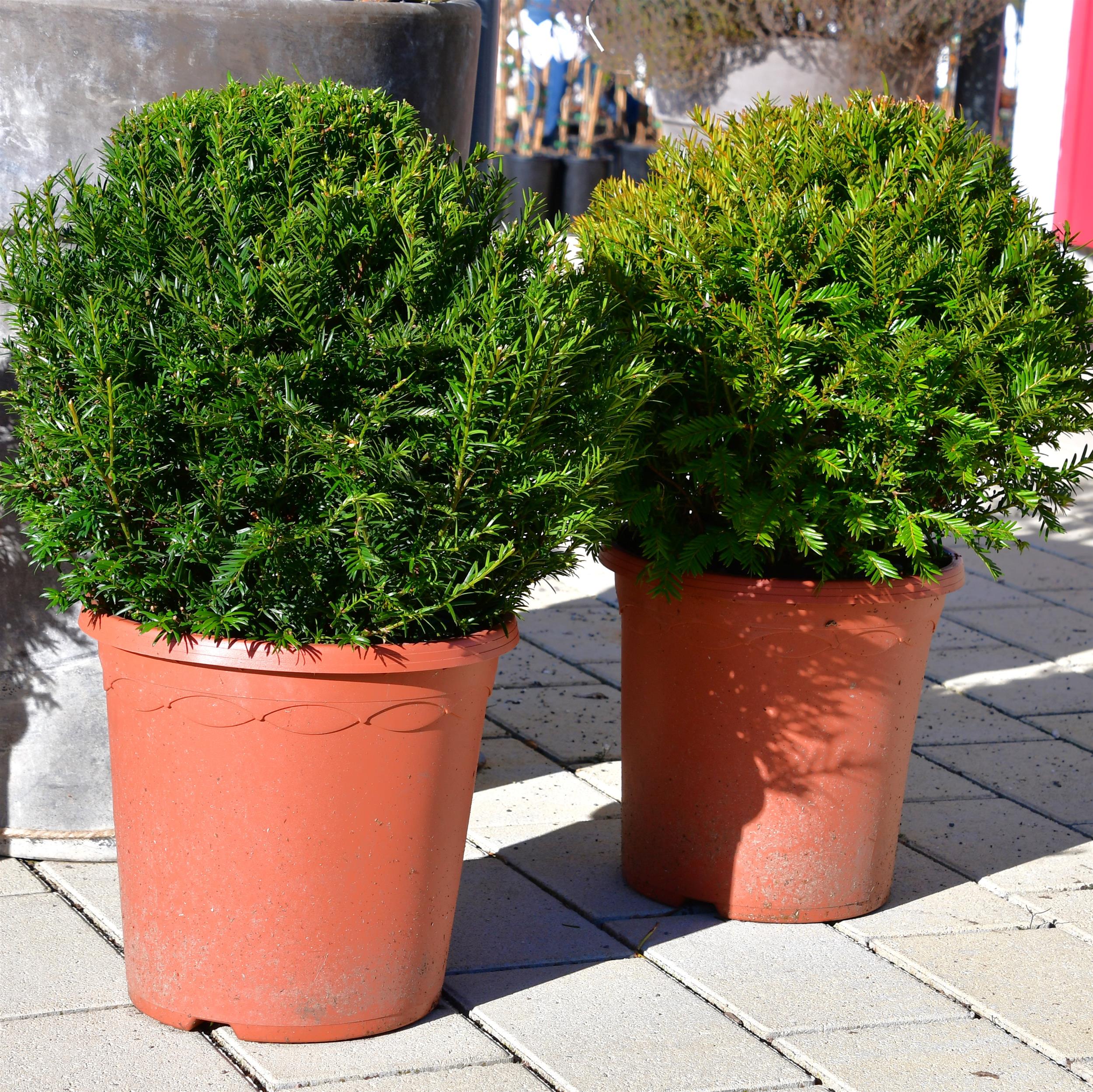 Taxus baccata Kugel 35-40cm